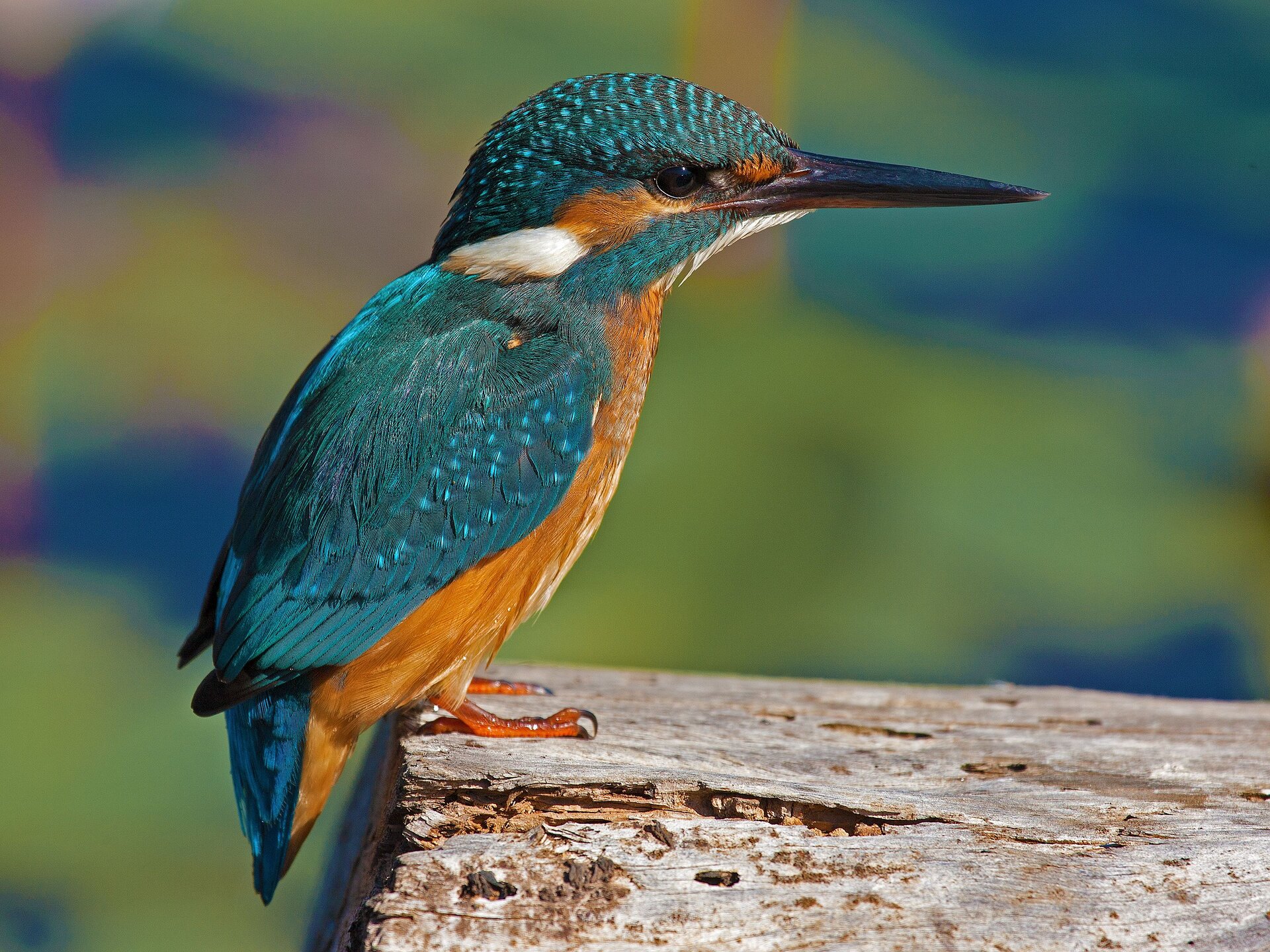 Zdjęcie przedstawia zimorodka siedzącego na kłodzie drewna. Zimorodek posiada seledynowe pióra na głowie i skrzydłach oraz brązowe na podbrzuszu. Posiada on długi prosty dziób oraz drobne ciemne oczy.