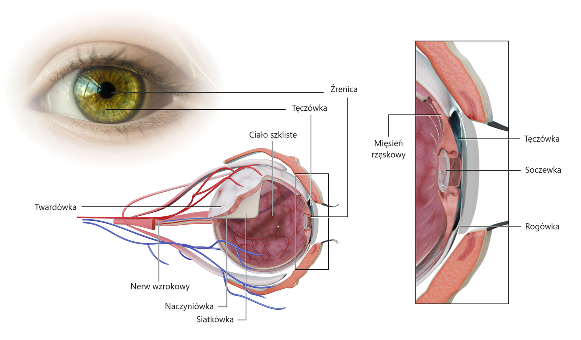 Schemat przedstawia budowę oka człowieka. Fotografia na górze po lewej stronie przedstawia oko od przodu. Na środku oka znajduje się czarna plama, zwana źrenicą. Otacza ją o większy, okrągły okrąg w zielonym kolorze z licznymi liniami - jest to tęczówka. Tęczówka oraz źrenica znajdują się na gałce ocznej. Oko otacza fałd skórny - powieka. Krawędzie powieki pokrywają krótkie włoski ułożone w rząd - rzęsy. Pod zdjęciem widoczny jest przekrój poprzeczny gałki ocznej. Pośrodku z przodu znajduje się wgłębienie - źrenica. Otacza ją tęczówka. Za nimi znajduje się okrągłe ciało szkliste, które otacza siatkówka. Kolejna zewnętrzna błona to naczyniówka, którą z zewnątrz pokrywa twardówka. Do ciała szklistego prowadzi od tyłu nerw wzrokowy w postaci długiego przewodu. Po prawej stronie widoczny jest fragment przedniej części oka w przybliżeniu. Pośrodku widoczna jest okrągła, przezroczysta soczewka. Bardziej na zewnątrz zaznaczona jest barwna tęczówka. Po tęczówką znajduje się mięsień rzęskowy. Na tęczówce oraz soczewce osadzona jest rogówka.