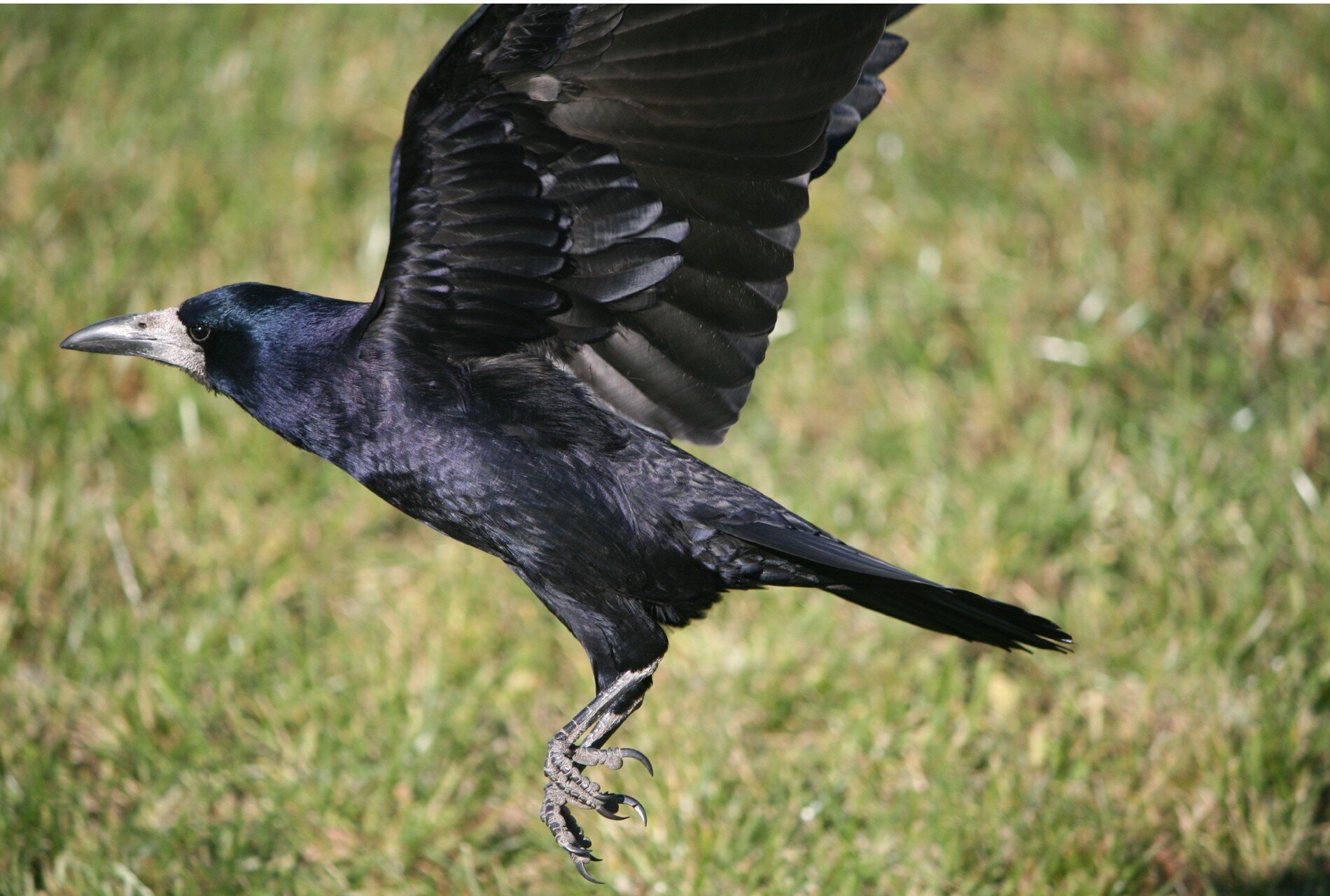 Na zdjęciu znajduje się ptak z rozpostartymi skrzydłami do lotu. Ma czarne błyszczące pióra, długie szpony, długi masywny dziób i małe czarne błyszczące oko. W tle znajduje się trawa.