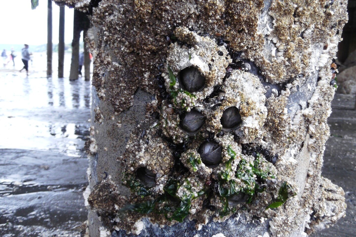 Fotografia przedstawia zbliżenie słupa morskiego molo w tonacji szarej. Do słupa przyrośnięte, wystające czarne pąkle otoczone chropowatą skorupą. Na niej pojedyncze kawałki zielonych glonów.