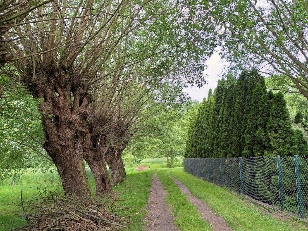 Fotografia przedstawia po lewej drzewa w rzędzie posadzone równolegle do piaszczystej drogi znajdującej się na środku fotografii. Po prawo fragment siatki ogrodzeniowej a przy niej posadzone tuje. 