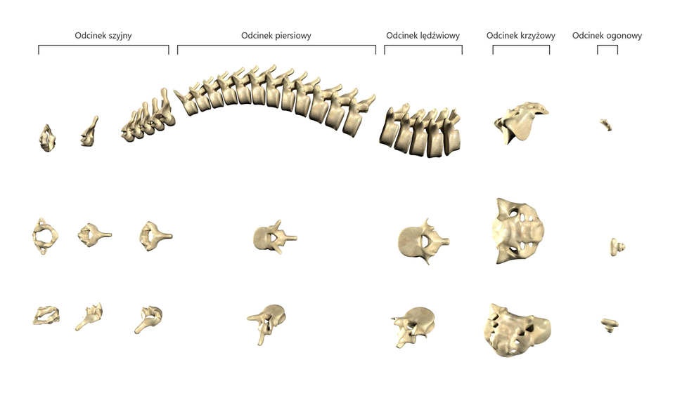 Ilustracja przedstawia kręgi w kręgosłupie człowieka podpisane kolejno nazwami odcinka w zależności od miejsca występowania w kręgosłupie. W pierwszym wierszu  pokazany jest kręgosłup występujący w ciele człowieka, połączony na odcinki, w drugim kręgi charakterystyczne dla każdego odcinka w widoku z góry, a w trzecim kręgi ustawione ukośnie w stronę patrzącego.  Jako pierwszy zaznaczono odcinek szyjny z siedmioma kręgami. Pierwszy z nich to atlas, podtrzymujący głowę z dużym kanałem kręgowym i małymi wypustkami z boku. Drugi krąg szyjny to obrotnik odpowiadający za obracanie głową, z niewielkim kanałem kręgowym i wystającym w dolnej części wyrostkiem. Pozostałe kręgi w odcinku są szerokie i posiadają w dole wyrostek. Drugi odcinek kręgosłupa to odcinek piersiowy. Składa się z dwunastu kręgów zbudowanych z trzonu, kanału kręgowego i trzech wypustek. Kolejny odcinek składa się z 5 kręgów lędźwiowych. Mają one o wiele większy trzon niż pozostałe i podobnie jak kręgi w odcinku piersiowym, trzy wypustki.  Odcinek krzyżowy kręgosłupa zazwyczaj nazywany jest kością krzyżową. 5 kręgów krzyżowych stanowiących ten odcinek jest ze sobą zrośniętych. Odcinek guziczny kręgosłupa to najniżej położona część kręgosłupa. Odcinek ten nazywany jest kością ogonową i jest zbudowany z 4‑5 zrośniętych kręgów guzicznych. 