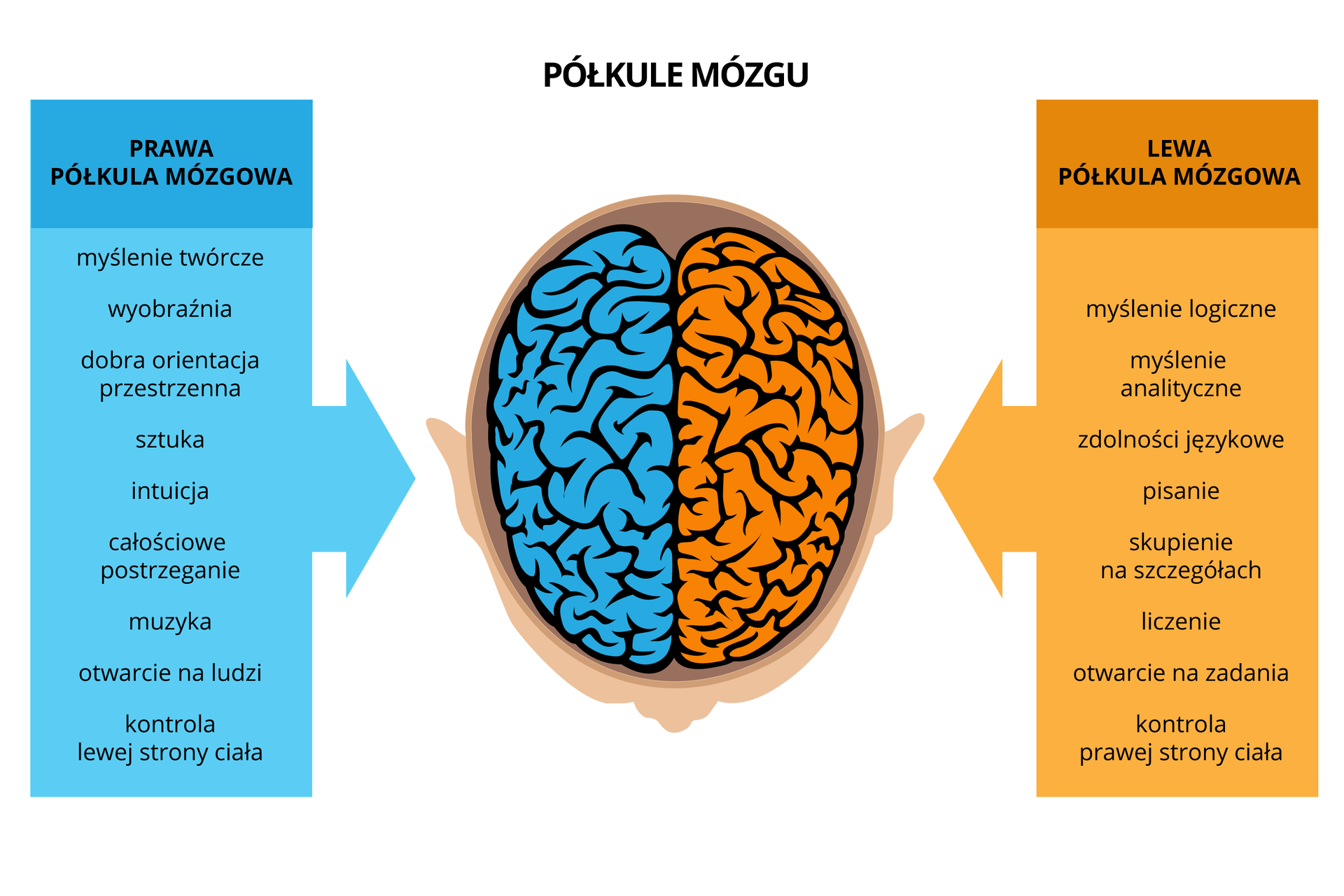 Ilustracja przedstawia mózg z góry w sylwetce głowy. Niebieski kolor oznacza prawą półkulę. Jej funkcje to: myślenie twórcze, wyobraźnia, dobra orientacja przestrzenna, sztuka, intuicja, całościowe postrzeganie, muzyka, otwarcie na ludzi i kontrola lewej strony ciała. Żółty kolor oznacza lewą półkulę. Jej funkcje to: myślenie logiczne, myślenie analityczne, zdolności językowe, pisanie, skupienie na szczegółach, liczenie, otwarcie na zadania, kontrola prawej strony ciała.