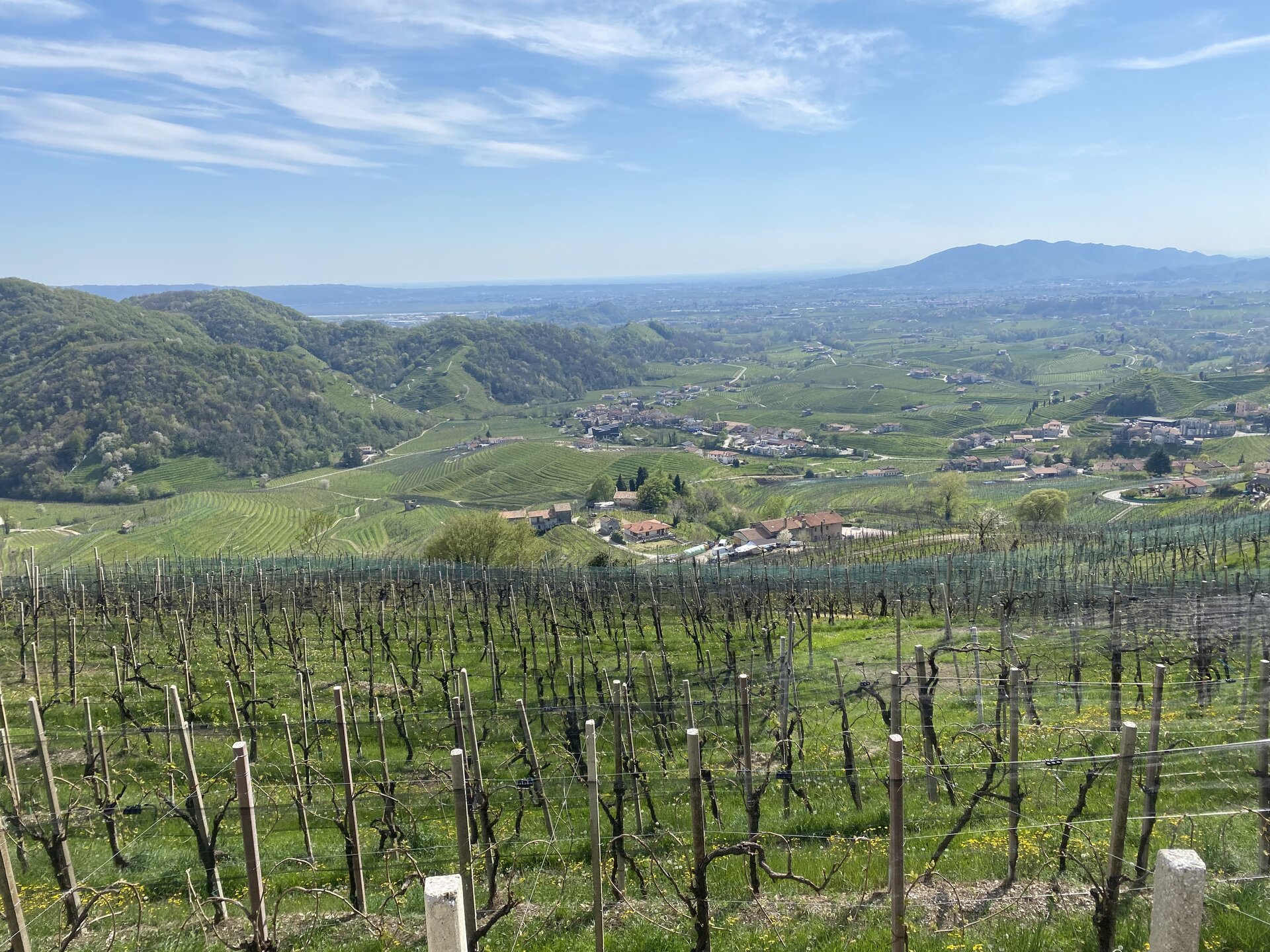 Fotografia zbocza, na którym znajduje się rozległa winnica. Drzewka są małe, rosną w równych rzędach, wspierają się na kilkudziesięciocentymetrowych palikach wbitych w ziemię. Na drugim planie duża dolina wraz z zielonymi polami uprawnymi i zabudowaniami. W tle wzgórza pokryte drzewami oraz inne doliny.