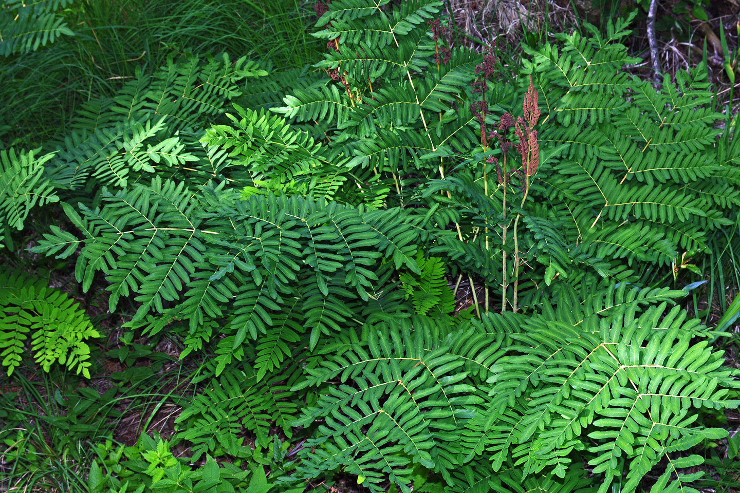 Fotografia w tonacji zielonej prezentuje pióropuszowe  liście długosza królewskiego.