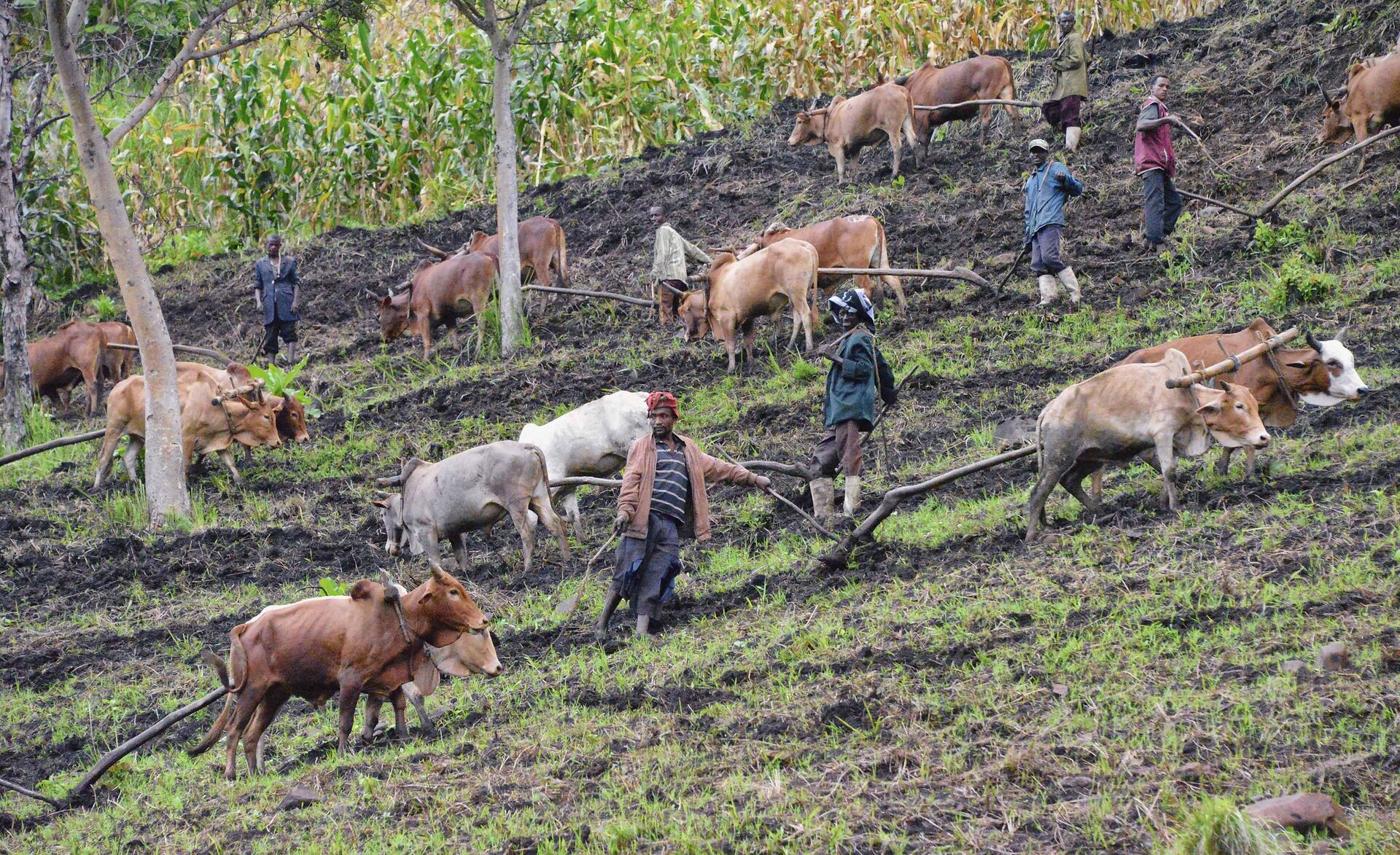 Fotografia przedstawiająca stromy stok, na którym wykonywana jest orka. Mężczyźni w różnych miejscach stoku chodzą za pługami, które ciągnięte są przez woły.