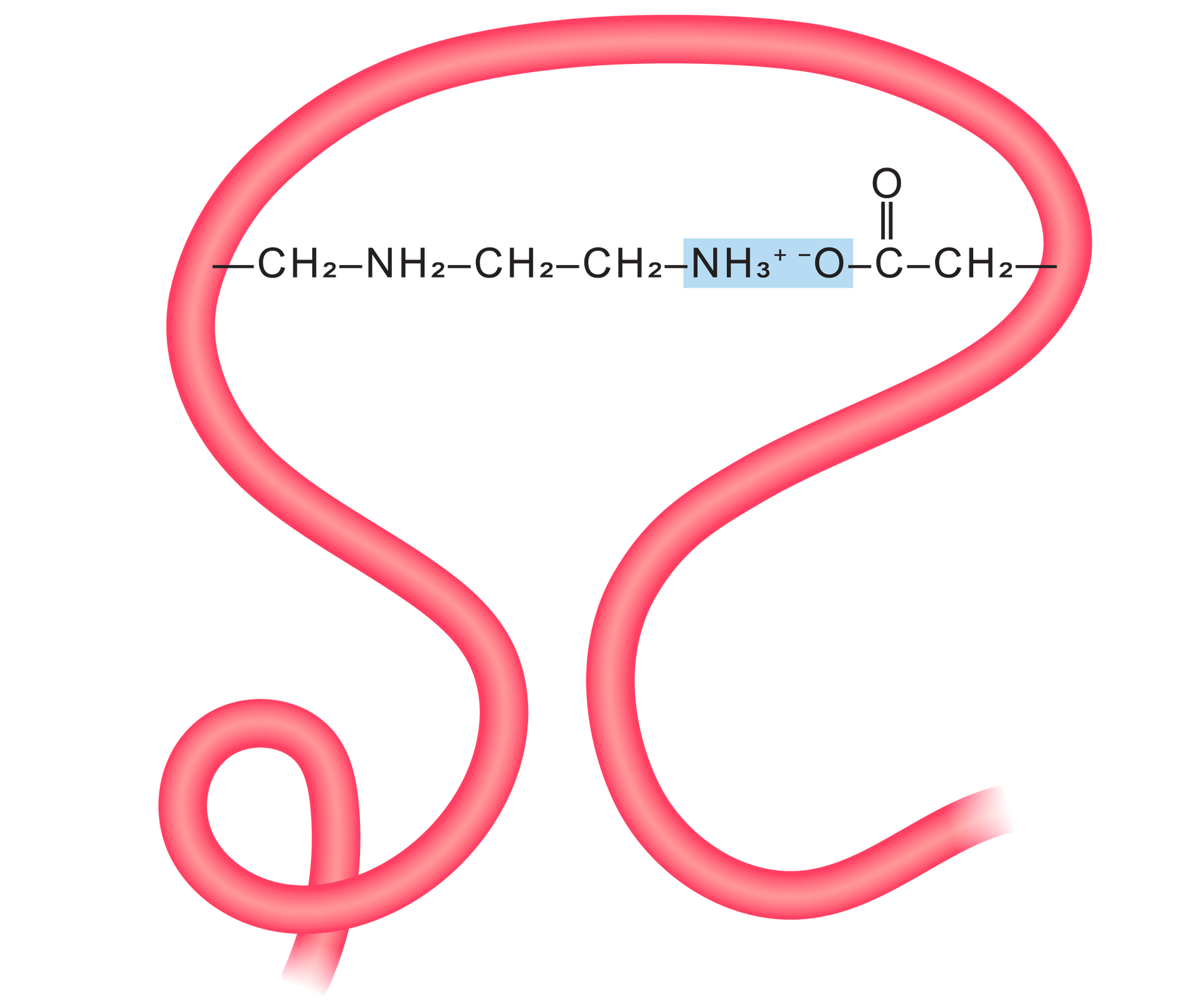 Na ilustracji przedstawiono wiązanie jonowe w białkach. W strukturze pierwszorzędowej białka zaznaczono wiązanie jonowe: N H 3 + − O .