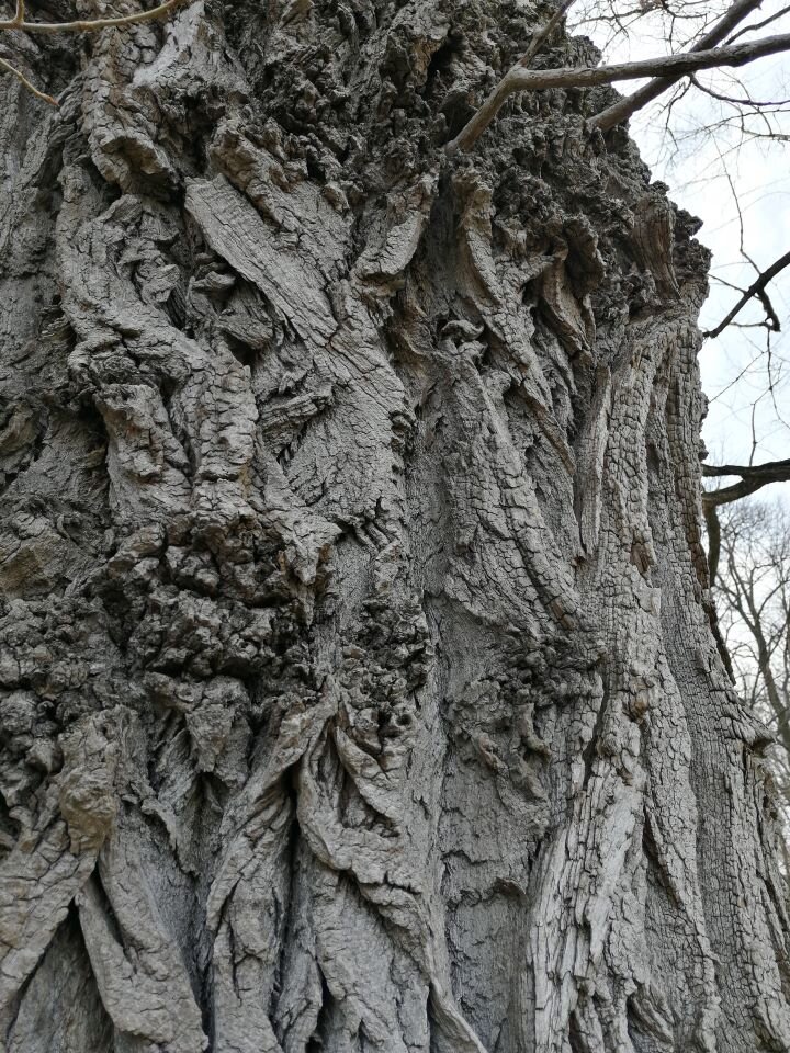 Ilustracja przedstawia zbliżenie na  drzewo. Cały kadr obejmuje powierzchnię drzewa i uwagę zwraca kora bardzo pofałdowana, chropowata.
