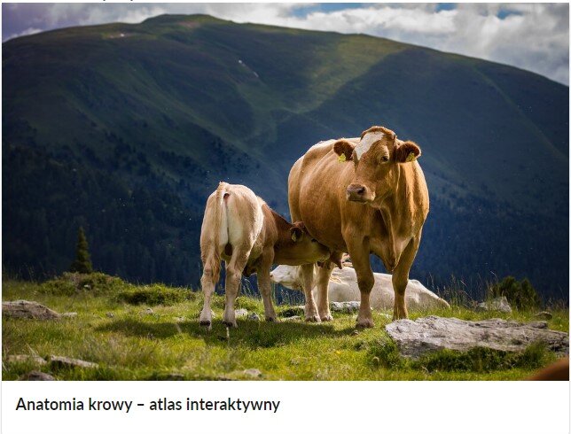 Widok okładki atlasu interaktywnego. Jest to kafelek, na górze znajduje się ilustracja przedstawiająca krowę z cielakiem stojące na trawie na tle wysokich gór. Pod spodem znajduje się tytuł: Anatomia krowy – atlas interaktywny.