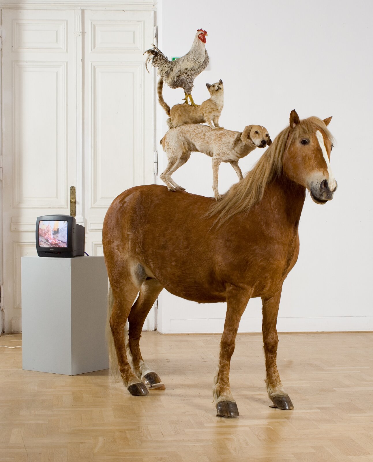 Ilustracja przedstawia piramidę zwierząd, od dołu: koń, pies, kot i kogut.