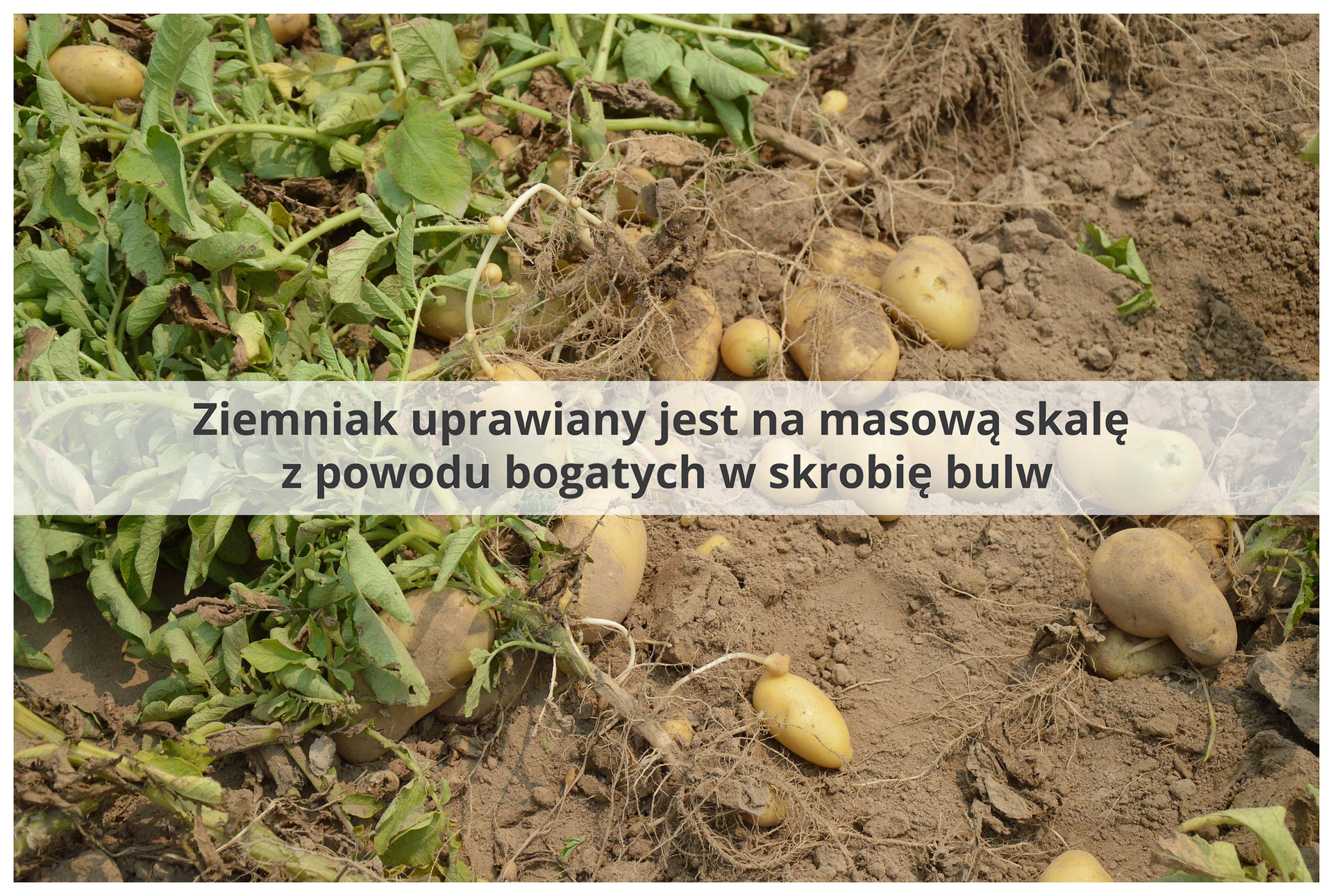 Fotografia przedstawia zagony z wykopanymi ziemniakami. Po lewej rośliny z liśćmi i korzeniami, po prawej i wyżej żółte bulwy. Przez środek zdjęcia biegnie jaśniejszy pas z napisem: "Ziemniak uprawiany jest na masową skalę z powodu bogatych w skrobię bulw".