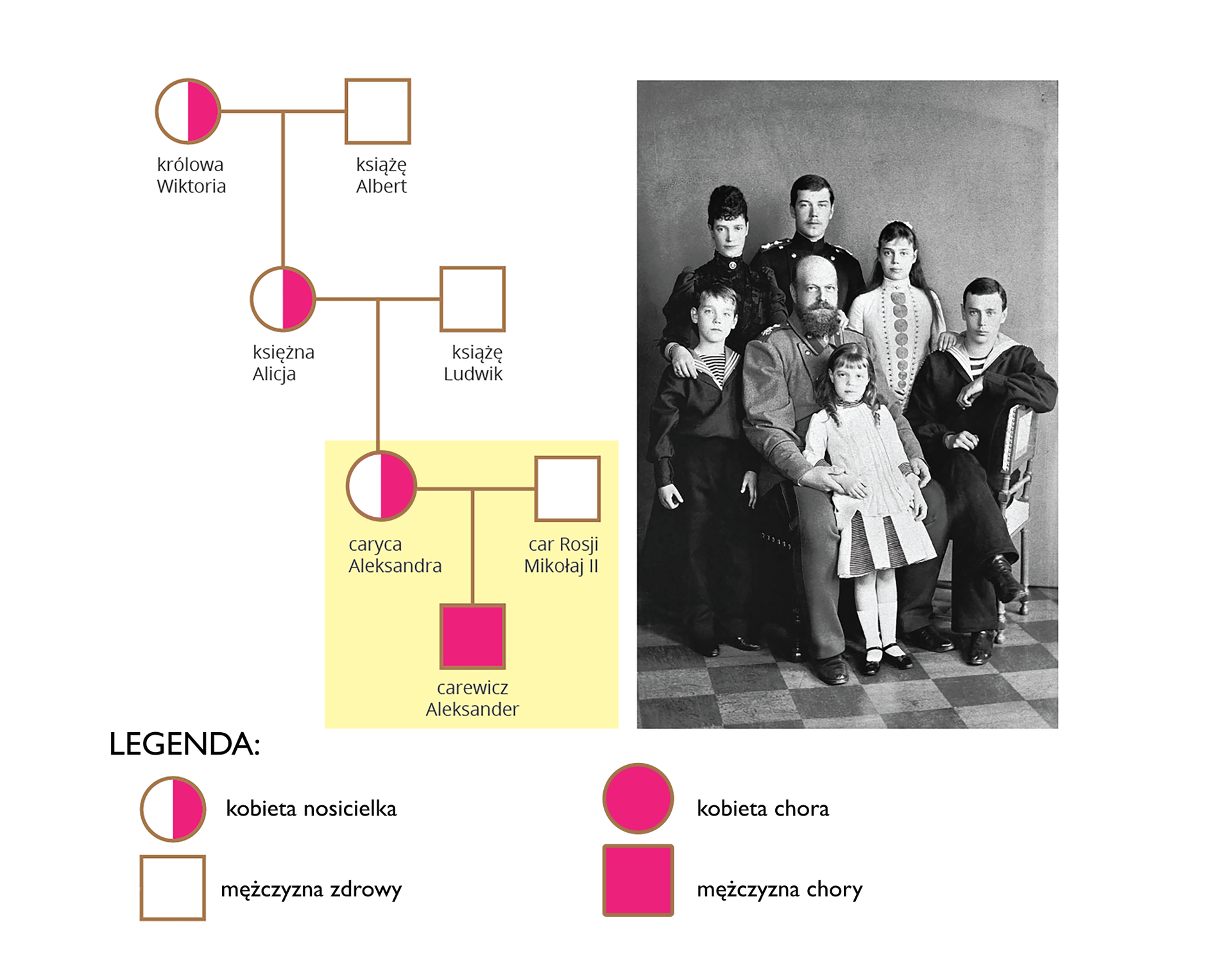Ilustracja przestawia skrócone drzewo rodowe potomków brytyjskiej pary królewskiej Wiktorii i Alberta. Widoczna jest legenda: do połowy zamalowany okrąg- kobieta nosicielka, zamalowany okrąg- kobieta chora, pusty kwadrat - mężczyzna zdrowy, zamalowany kwadrat - mężczyzna chory. Widoczne jest drzewo rodowe, złożone z pustych oraz zamalowanych kwadratów, a także zamalowanych do połowy i w całości okręgi. Przedstawione jest, że Wiktoria była nosicielką allelu hemofilii. Jej mąż był zdrowy. Ich córka księżna Alicja odziedziczyła po matce allel hemofilii, czyli również była nosicielką. Jej mąż książę Ludwik był zdrowy. Ich córka caryca Aleksandra otrzymała wadliwy allel po matce i była chora. Jej mąż car Mikołaj Drugi był zdrowy. Ich syn carewicz Aleksander był chory na hemofilię. Obok drzewa genealogicznego ukazana jest fotografia rosyjskiej rodziny królewskiej. W centrum siedzi car Mikołaj Drugi ma on bujną brodę oraz wąsa, ubrany jest w mundur, po jego prawej stronie- Wiktoria, ma ciemne włosy uplecione w kok oraz masywną sukienkę, zapiętą na szyi, a wokół niego jego dzieci - dwie córki, obie w rozpuszczonych włosach i białych sukienkach i trzech synów, w krótko przyciętych włosach, prostych spodniach, bluzkach w paski i czarnych koszulkach. 