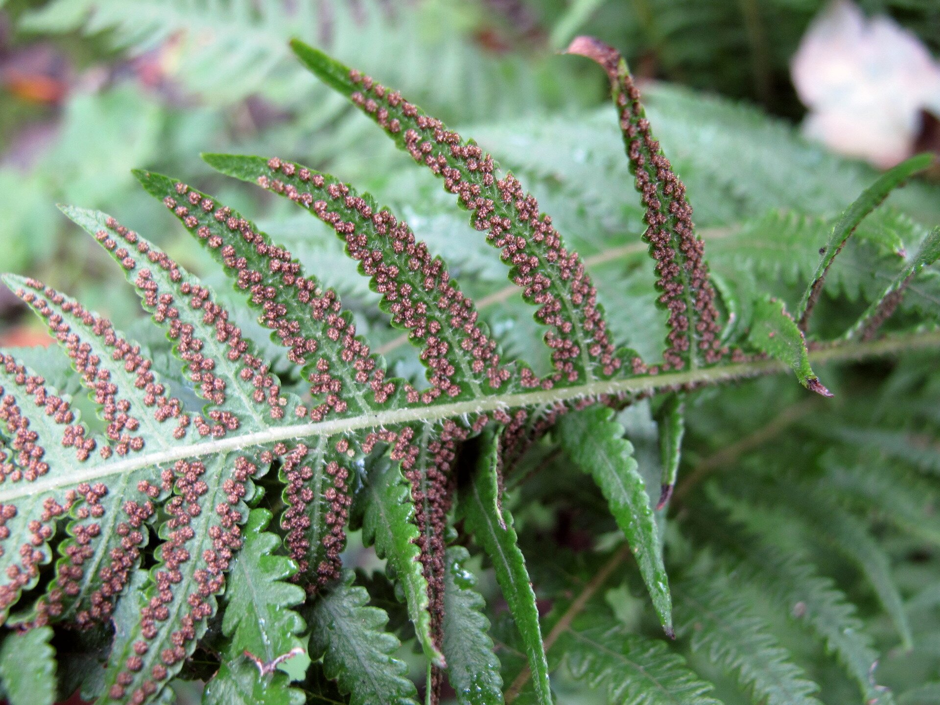 Fotografia przedstawia odwrócony spodem do góry liść paproci. Na nim znajduje się wiele brązowych bryłek, czyli skupisk zarodni.