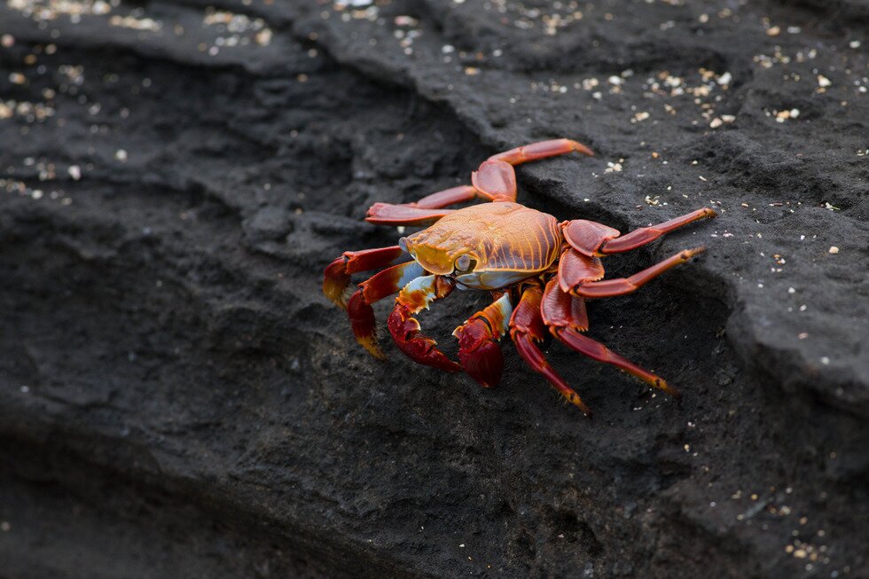 Fotografia prezentuje kraba kroczącego po czarnych skałach. Ciało kraba jest okrągłe i pokryte pomarańczowym pancerzem. Krab opiera się na czterech parach czerwonych odnóży. Z przodu ciała widać parę czarnych oczu na słupkach praz parę odnóżny mających postać szczypiec.