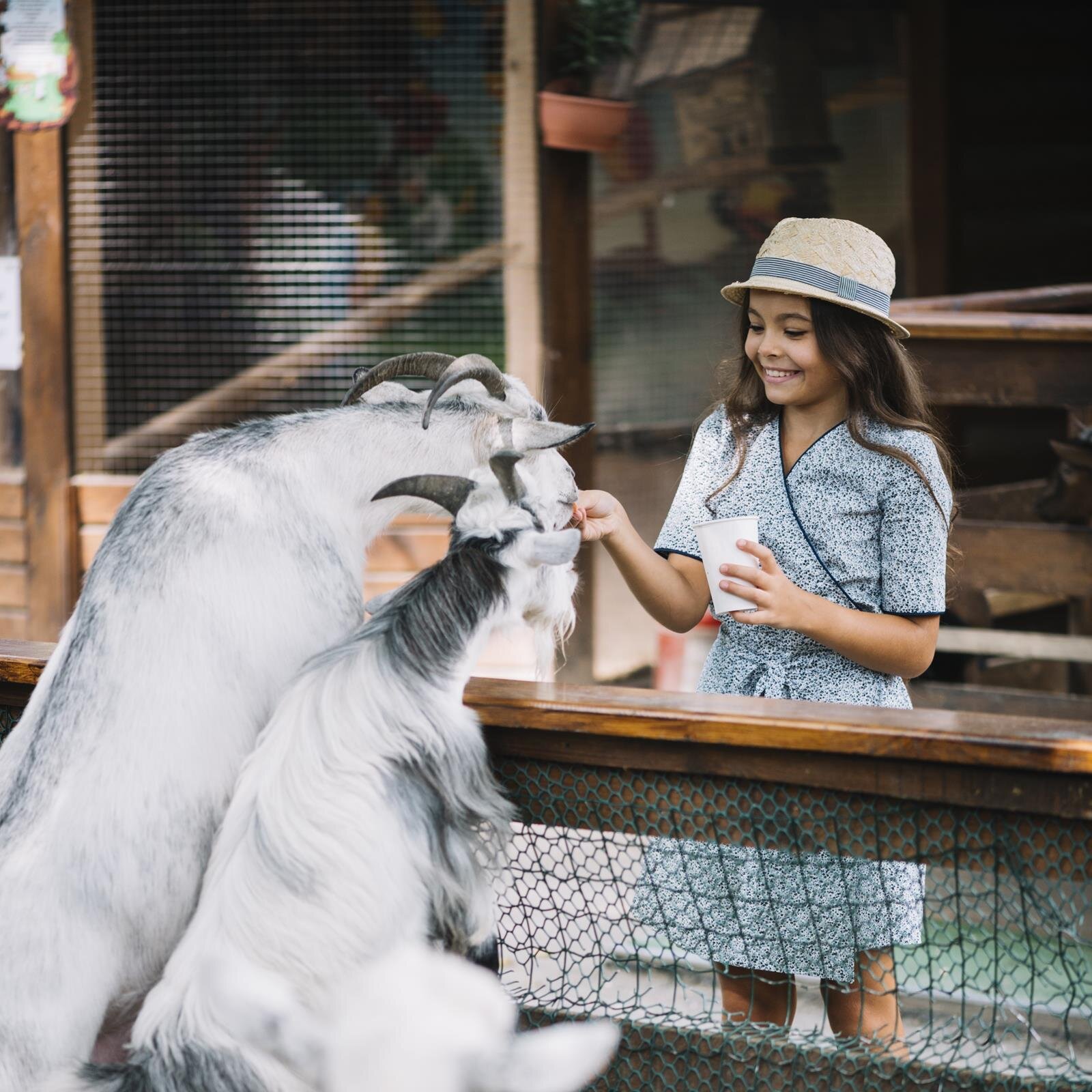 Zdjęcie przedstawia uśmiechniętą dziewczynkę stojącą przy niskim płocie. Po drugiej stronie ogrodzenia są dwie kozy, stojące na tylnych nogach, a przednimi opierające się o płot. Kozy są karmione przez dziewczynkę.