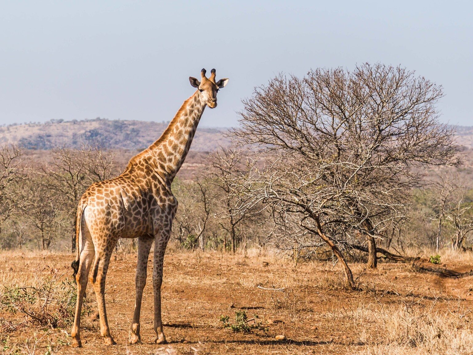 Ilustracja przedstawia stojącą żyrafę spoglądającą prosto w obiektyw aparatu.