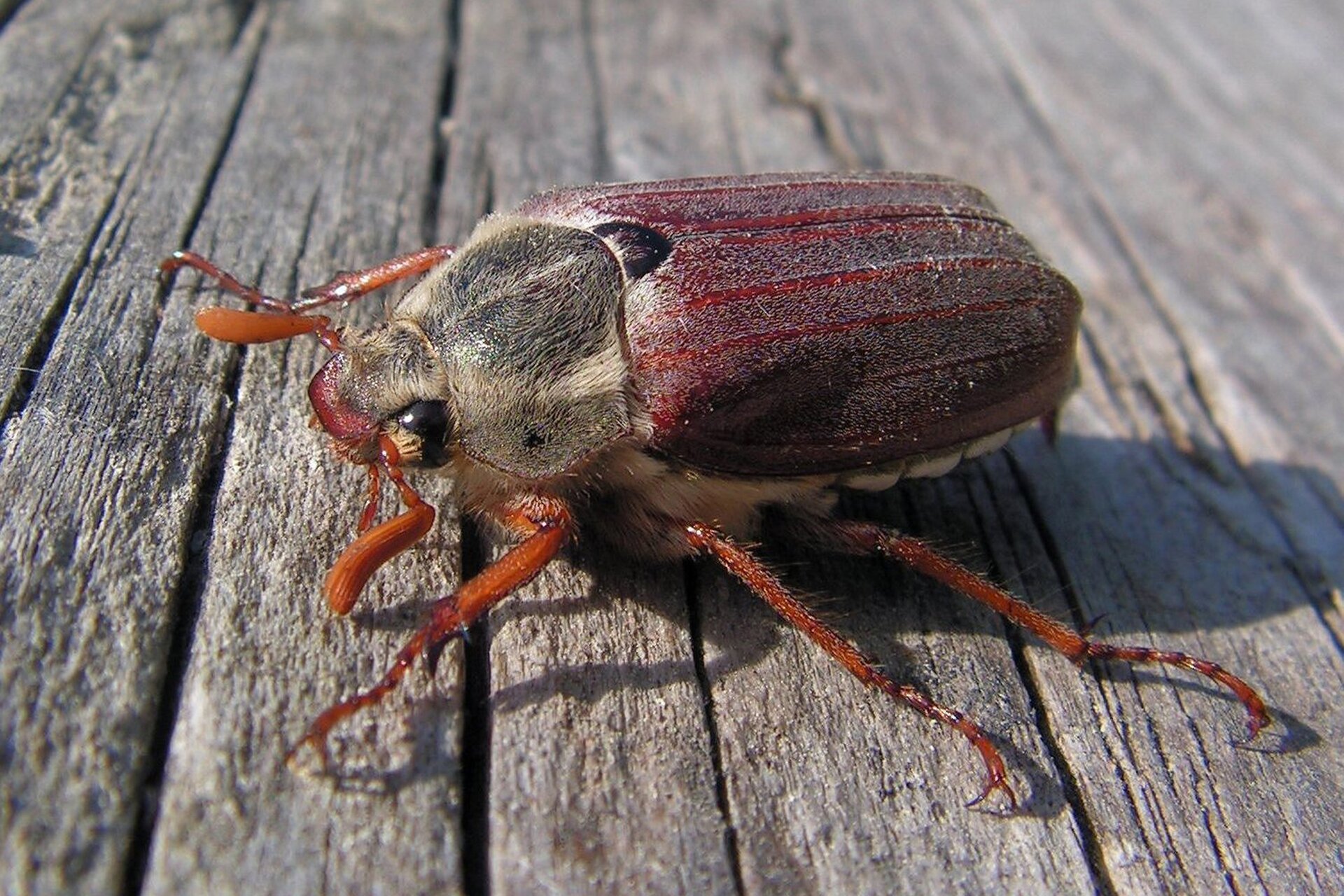 Chrabąszcz ma głowę, z której wyrastają czułki, tułów, 2 pary chitynowych skrzydeł, odwłok i 3 pary odnóży. Jego całe ciało pokryte jest gęstymi, krótkimi, białymi włoskami.  