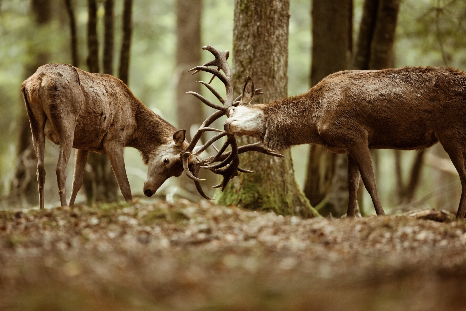 Ilustracja przedstawia dwa jelenie. Zwierzęta znajdują się w lesie, wyglądają, jakby walczyły na poroża. W tle widoczne są liczne drzewa.
