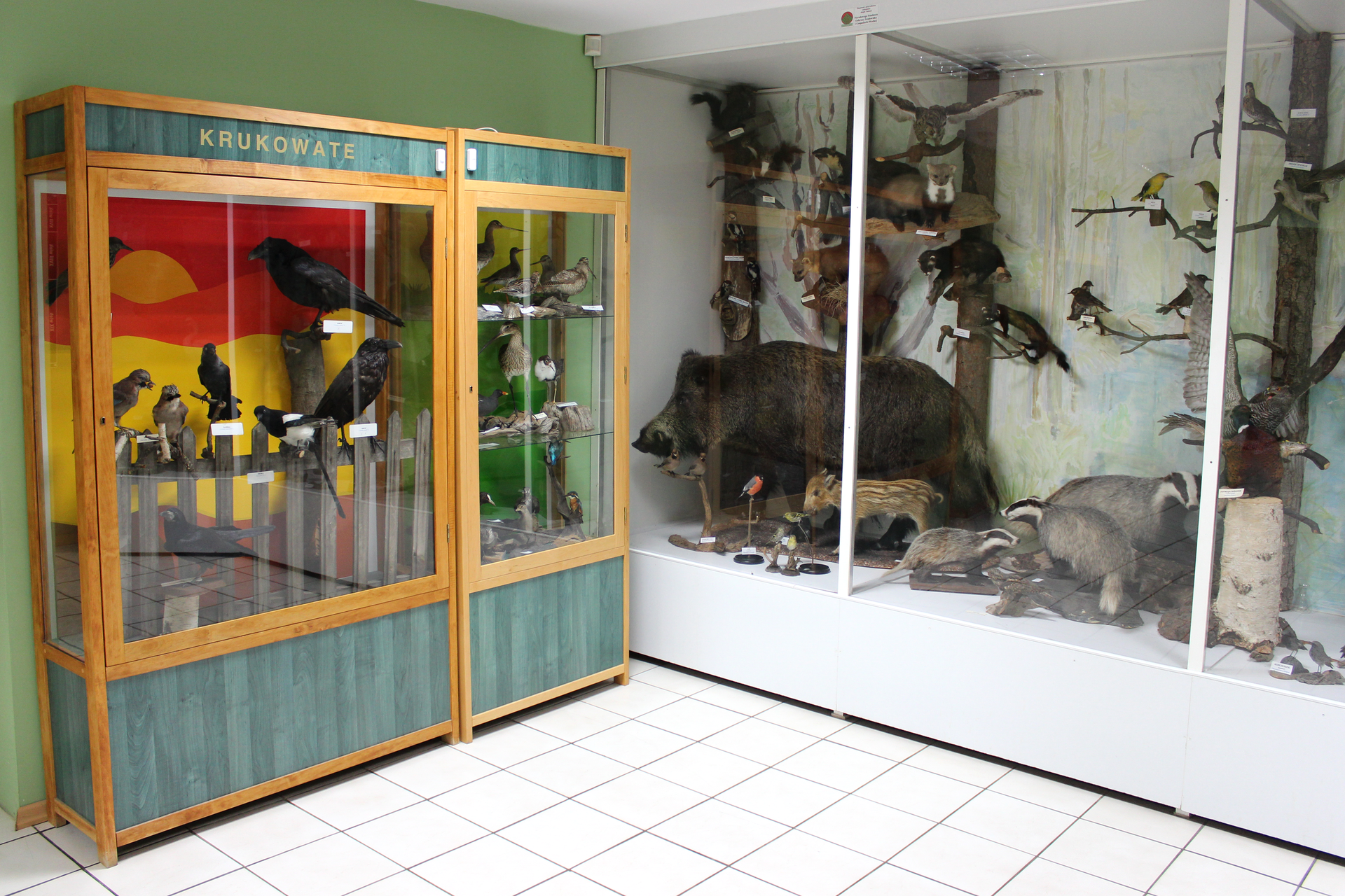 Fotografia przedstawia wnętrze muzeum przyrodniczego w Wielkopolskim Parku Narodowym. W Sali stoją dwie gabloty z wypchanymi okazami ptaków i ssaków.