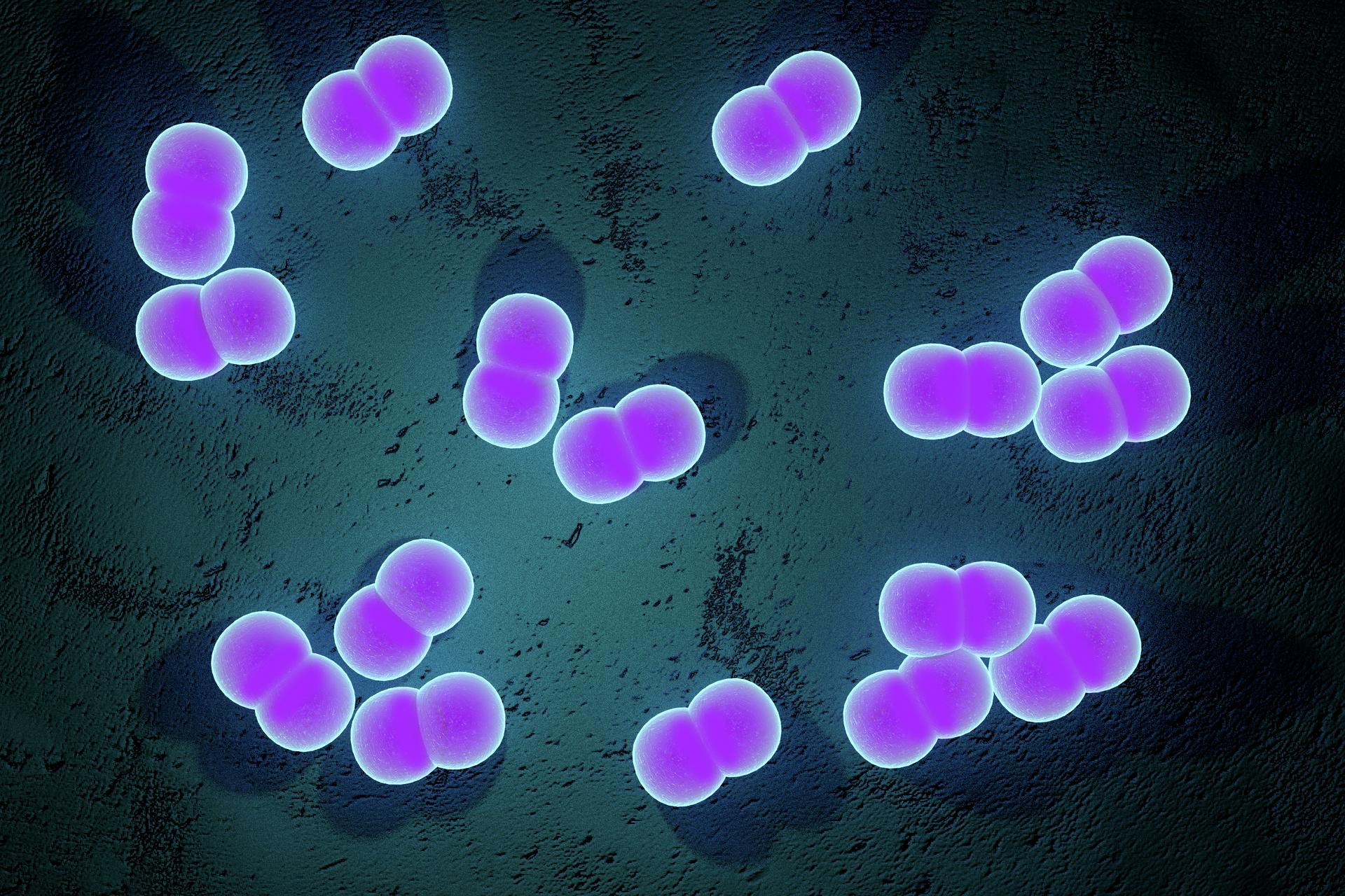 Fotografia przedstawia na czarnym tle liczne kuliste, fioletowe, połączone po dwie bakterie. Są to dwoinki zapalenia płuc.