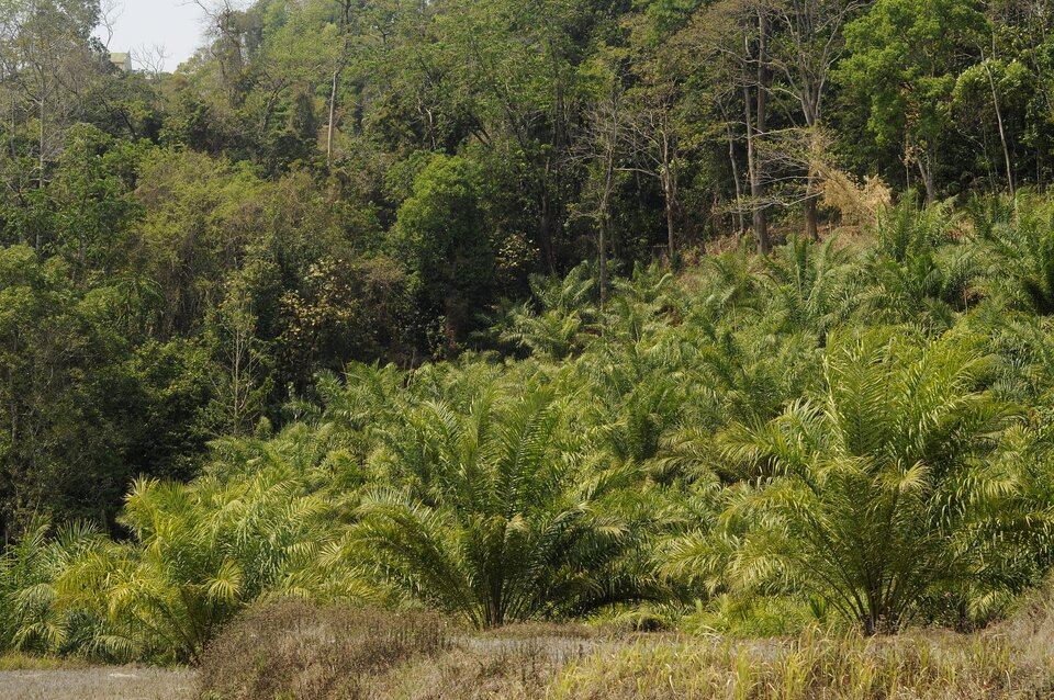 Ilustracja przedstawia skupisko niskich palm olejowych. Mają gęste pędy w formie pióropuszu. Rosną przed lasem. W tle widoczne są wysokie drzewa. 