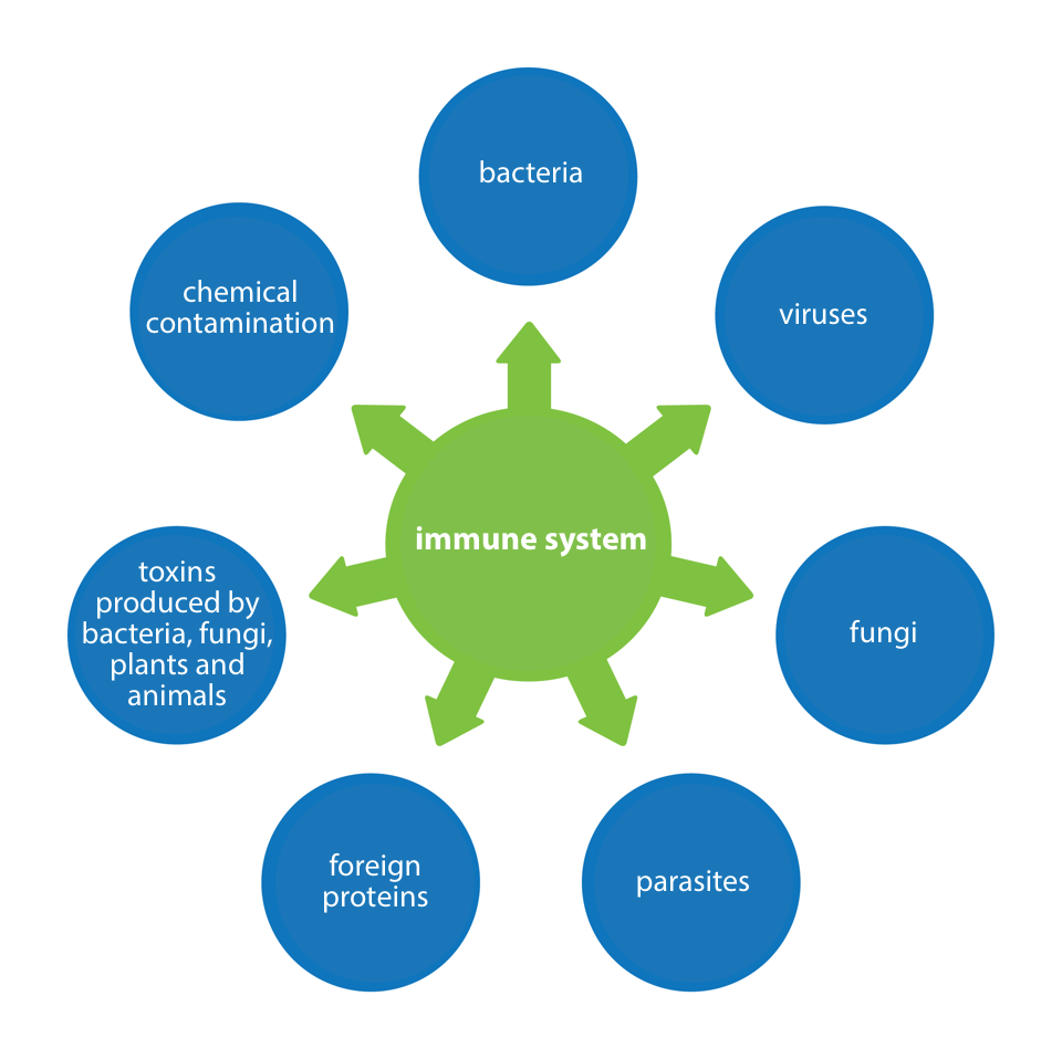 Schemat przedstawiający obszary działania sytemu odpornościowego. Na środku umieszczone jest zielone koło z siedmioma strzałkami z napisem: układ immunologiczny. Wokół koła zielonego są koła niebieskie z napisami: bakteria; wirusy; grzyby; pasożyty; obce białka; toksyny wytwarzane przez bakterie, grzyby, rośliny i zwierzęta; zanieczyszczenie chemiczne.