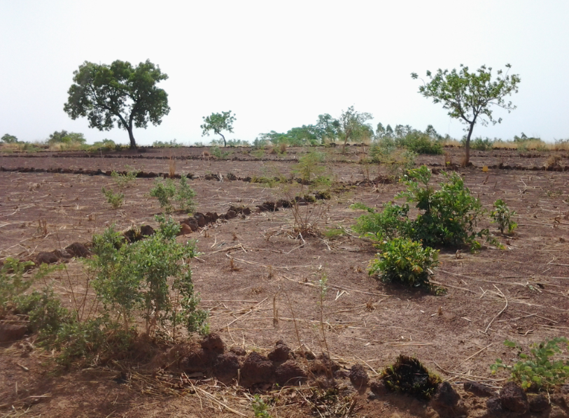 Zdjęcie przedstawia ziemne obwałowania chroniące pola uprawne przed erozją wodną. Są to usypane niskie górki z ziemi. 