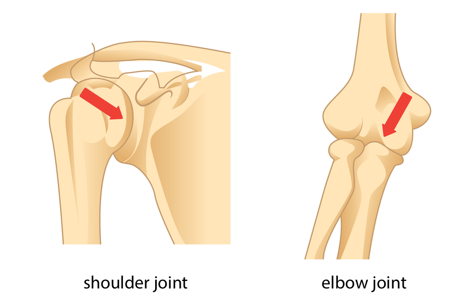 Grafika przedstawiająca staw barkowy i łokciowy. Grafiki podpisane: shoulder joint, elbow joint