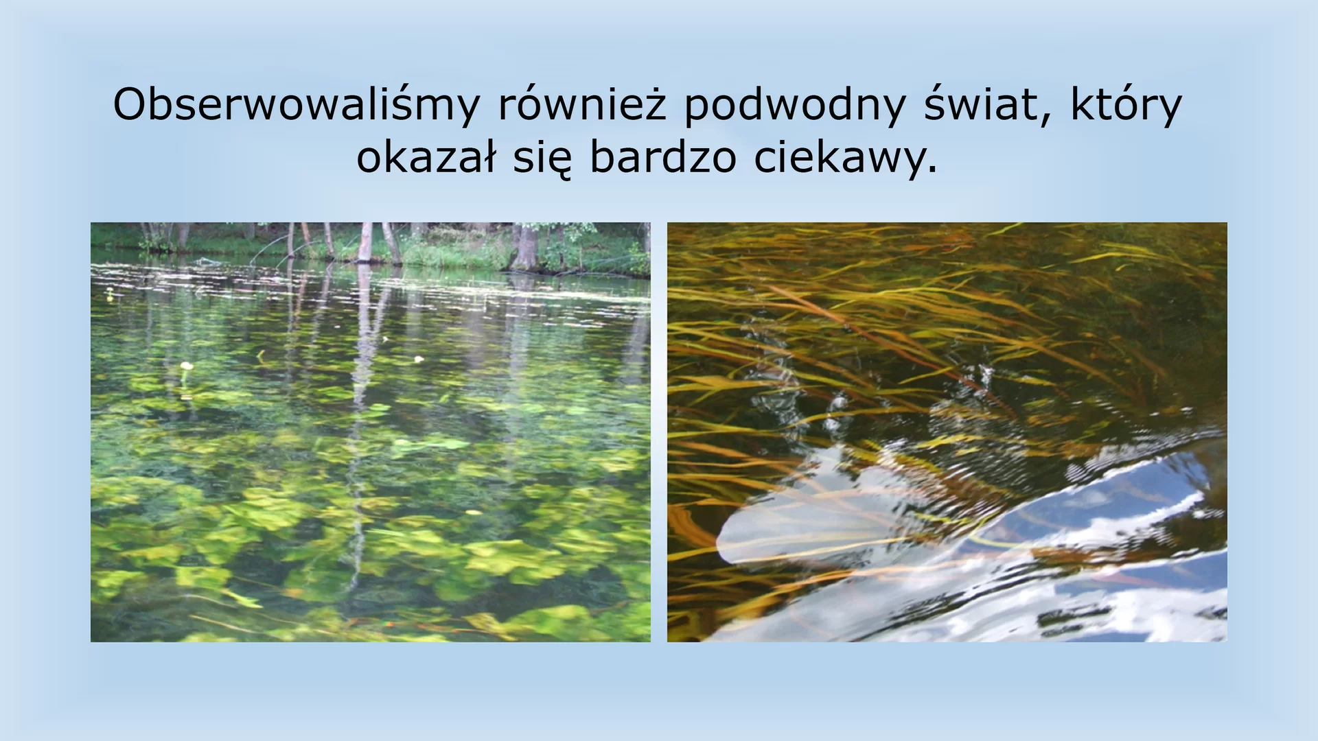 Ósmy slajd pod tytułem: "Obserwowaliśmy również podwodny świat, który okazał się bardzo ciekawy." Pod tytułem znajdują się dwa zdjęcia przedstawiające podwodne rośliny . Zdjęcia zostały zrobione z perspektywy osoby siedzącej w kajaku.