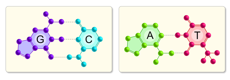 Na schemacie przedstawiono pary zasad w DNA. Liniami przerywanymi oznaczono wiązania wodorowe.  Na pierwszej ilustracji widać fioletowy sześciokąt, którego kąty oznaczone są dużymi, fioletowymi punktami. We wnętrzu sześciokąta znajduje się duża litera G. Do niego przylega mniejszy, fioletowy pięciokąt. Obok znajduje się niebieski sześciokąt, którego kąty oznaczone są dużymi, niebieskimi punktami. We wnętrzu sześciokąta znajduje się duża litera C. Punkty niebieskie i fioletowe połączone są ze sobą trzema przerywanymi liniami.  Na drugiej ilustracji widać zielony sześciokąt, którego kąty oznaczone są dużymi, zielonymi punktami. We wnętrzu sześciokąta znajduje się duża litera A. Do niego przylega mniejszy, zielony pięciokąt. Obok znajduje się czerwony sześciokąt, którego kąty oznaczone są dużymi, czerwonymi punktami. We wnętrzu sześciokąta znajduje się duża litera T. Punkty zielone i czerwone połączone są ze sobą dwoma przerywanymi liniami. 
