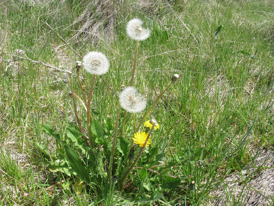 Na zdjęciu znajduje się mniszek lekarski (Taraxacum officinale) na tle trawy. Dwa kwiaty mniszka kwitną, pozostałe mają już formę dmuchawca.