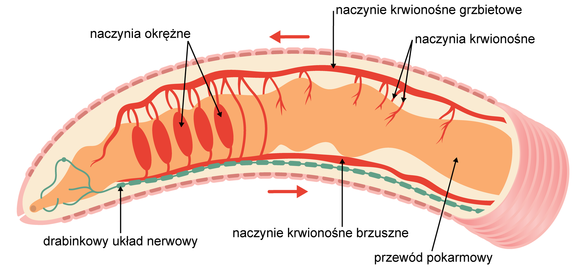 Ilustracja przedstawia układ krwionośny pierścienic na przykładzie dżdżownicy. Ukazany jest fragment przedni ciała pierścienicy do pierścienia. Jest on owalny, wydłużony. Układ krążenia składa się z dwóch podłużnych naczyń: naczynia grzbietowego, które jest kurczliwe i tłoczy krew do przodu oraz naczynia brzusznego, w którym krew płynie do tyłu. Oba te naczynia są połączone ze sobą za pomocą wrzecionowatych naczyń okrężnych, opasających przewód pokarmowy. Od naczynia krwionośnego grzbietowego odchodzą także niewielkie, nitkowate naczynia krwionośne. W brzusznej części ciała dżdżownicy przebiega drabinkowy układ nerwowy. Składa się on z wielu niewielkich zwojów połączonych ze sobą, z których każdy rozmieszczony jest w oddzielnym segmencie ciała dżdżownicy.