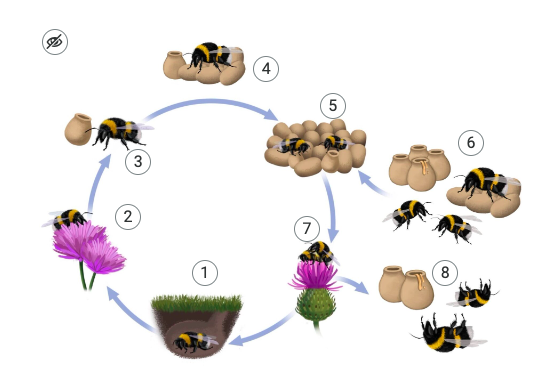Grafika przedstawia przykładowy wygląd infografiki. Jest to rok z życia trzmiela. Cykl zilustrowany jest w okręgu ze strzałkami a dookoła są zamieszczone mniejsze grafiki.
1. Matka wychodzi z hibernacji. Grafika przedstawia matkę trzmiela znajdującą się w jamce pod ziemią, nad nią jest trawa.
2. Zbieranie pokarmu przez matkę, trzmiel siedzi na kwiatach, które mają fioletowy kolor i gęste, fioletowe płatki.
3. Inicjacja gniazda. Trzmiel siedzi przy brązowej komórce, która ma kształt wazonika.
4. Produkcja robotnic. Matka trzmiela siedzi na kilku brązowych komórkach w kształcie wazoników.
5. Rozwój rodziny. Na dużej ilości brązowych komórek siedzą dwa trzmiele, są to robotnice.
6. Produkcja trutni i matek. Matka trzmiela siedzi na komórkach, niedaleko niej znajdują się dwa mniejsze trzmiele i komórki, z których się wykluły.
7. Gody. Na fioletowym kwiatku znajdują się dwa trzmiele – samica oraz samiec, który znajduje się na niej.
8. Samce obumierają. Przy komórkach leżą do góry nogami dwa martwe samce.