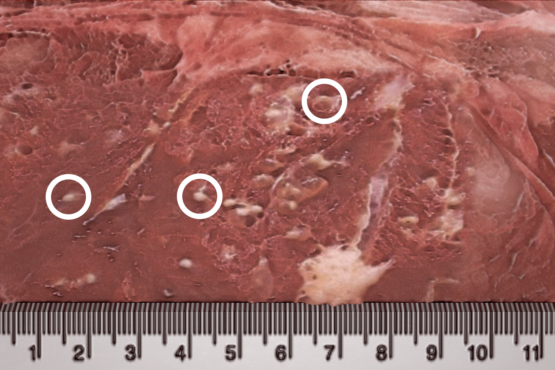 Fotografia mikroskopowa przedstawia ciemnoczerwony fragment mięśnia świni. Na nim białymi kółkami zaznaczono umiejscowienie trzech larw tasiemca uzbrojonego. U dołu podziałka centymetrowa wskazuje wielkość wągrów.