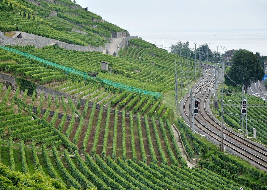 Fotografia barwna przedstawiająca pole zaorane wzdłuż warstwic. Rośliny rosną na wzgórzu w wyraźnie oddzielonych rzędach. Niżej przebiega linia kolejowa, a jeszcze niżej na drodze widać samochody. 