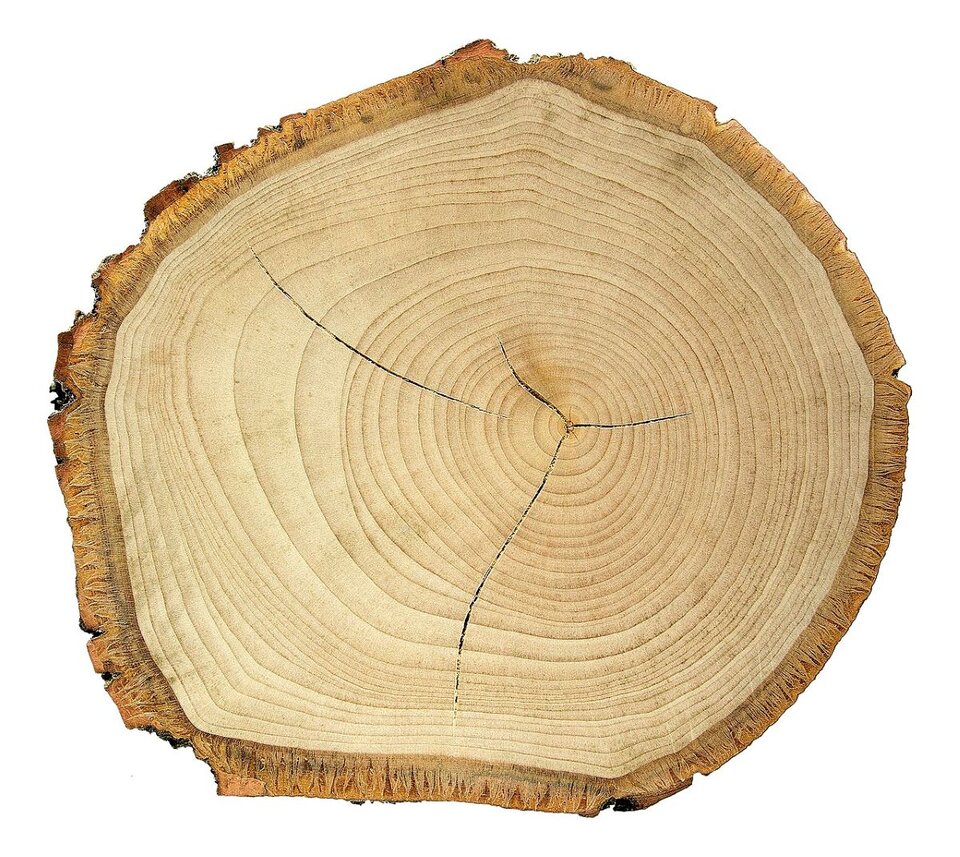 Ilustracja przedstawia przekrój pnia drzewa lipy. Owal jest nieregularny, ciemniejszy na obrzeżach, jaśniejszy wewnątrz. 