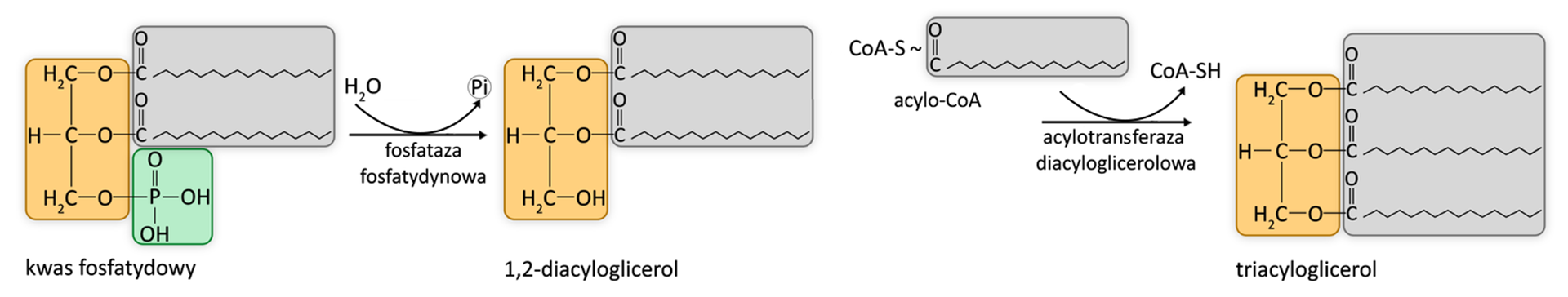 Schemat przedstawia łańcuch reakcji prowadzący do powstania cząsteczki triacyloglicerolu. Kwas fosfatydowy ulega reakcji pod wpływem fosfatazy fosfatydynowej, przekształcając się w 1,2‑diacyloglicerol. Do zajścia reakcji potrzebna jest woda. W wyniku reakcji wydzielany jest fosforan nieorganiczny (Pi). Następnie 1,2‑diacyloglicerol ulega reakcji pod wpływem acylotransferazy diacyloglicerolowej, w wyniku czego powstaje triacyloglicerol. Do zajścia tej reakcji jest niezbędny acylokoenzym A, który oddając resztę acylową, ulega przekształceniu do koenzymu A.