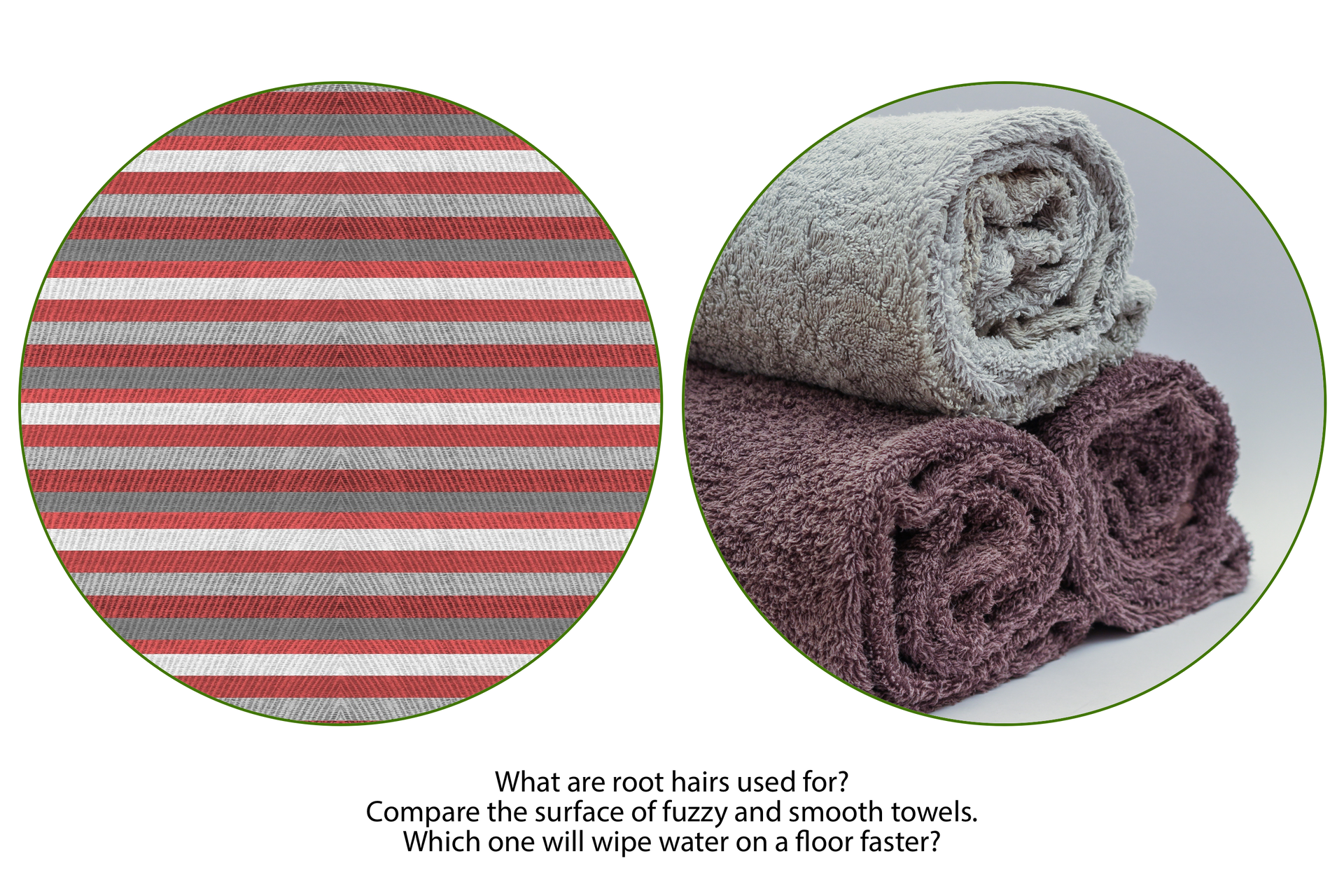 Fotografie przedstawiają tkaniny, z których należy wywnioskować, do czego służą włośniki - która powierzchnia tkaniny lepiej wchłonie wodę. Na fotografii po lewej stronie jest fragment gładkiego materiału, w poziome- na przemian- czerwone, białe, popielate, wąskie paski. Tkanina ma skośny, ciasny splot. Fotografia po prawej stronie przedstawia trzy frotowe, zwinięte w rulon ręczniki. Ręczniki tworzą trójkąt: na dole dwa ciemno fioletowe, na górze jeden szary. Pod fotografiami jest podpis: What are root hairs used for?Compare the surface of fuzzy and smooth towels.Which one will wipe water on a floor faster?