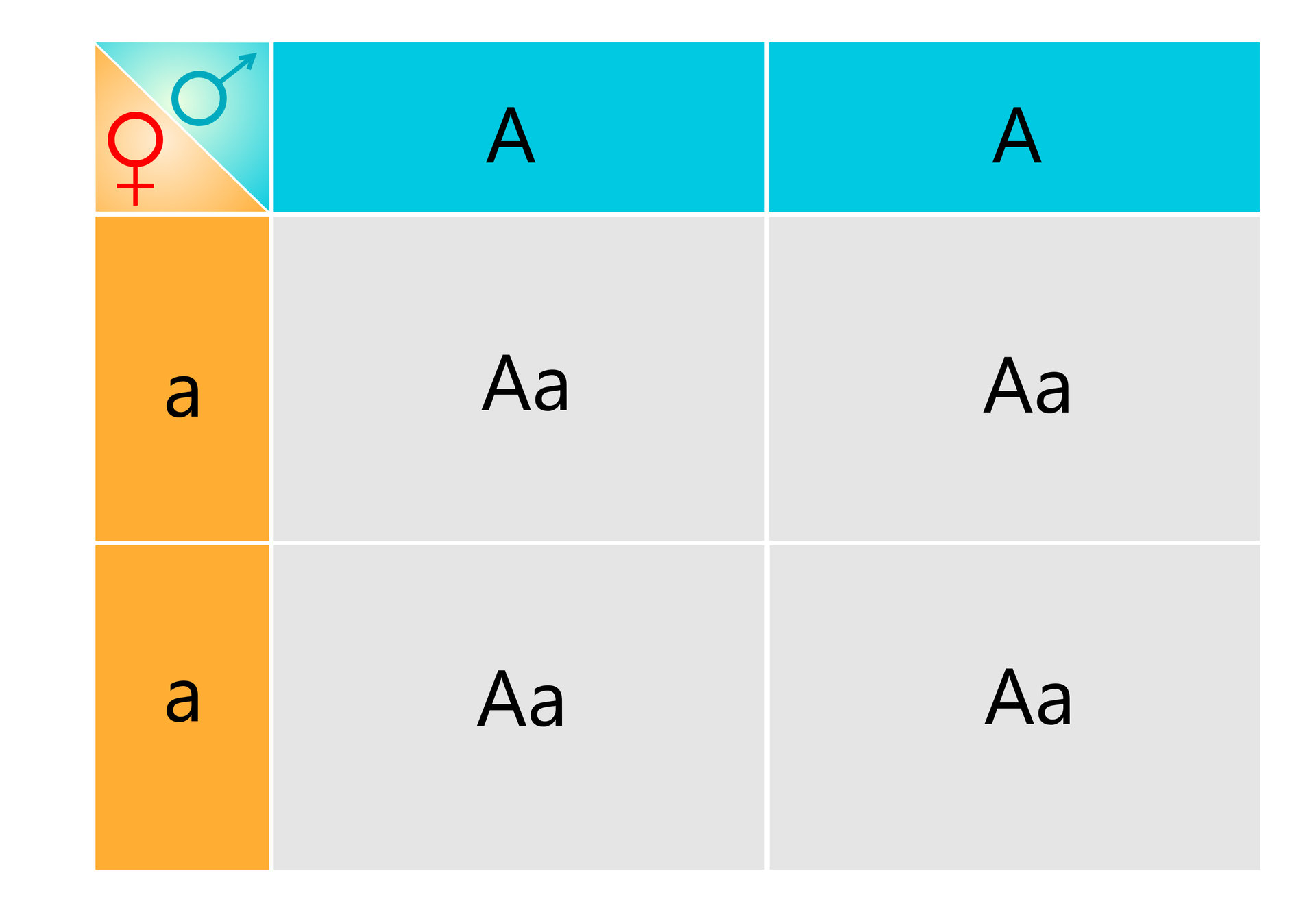 Ilustracja przedstawia zapis krzyżówki genetycznej z użyciem szachownicy Punnetta. Na ilustracji jest tabela zbudowana z trzech kolumn i trzech poziomych rzędów. Przy pierwszej kolumnie i nad rzędami jest oznaczenie gamet – męskiej lub żeńskiej. W kolumnach są genotypy gamet męskich, w rzędach – żeńskich. W kolumnie drugiej jest gameta zapisana dużą literą A, w trzeciej gameta identyczna duże A. W drugim rzędzie jest gameta zapisana małą literą a, w trzecim tak samo. Po połączeniu gamet w czterech kratkach znajdują się genotypy o zapisie duże A małe a.  