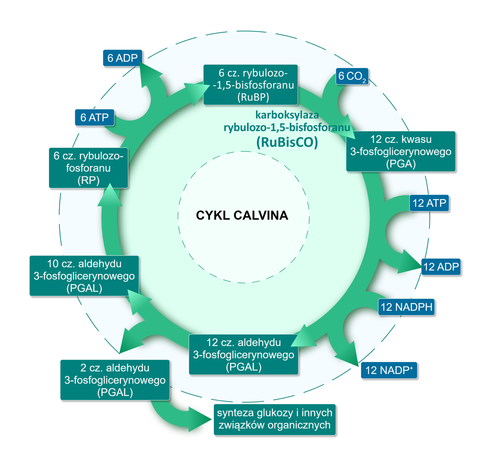 Schemat przedstawia przebieg cyklu Calvina. U roślin, dwutlenek węgla przenika do wnętrza liścia przez pory nazywane aparatami szparkowymi i dyfunduje do stromy chloroplastów. Zachodzą tam reakcje cyklu Calvina, w których syntetyzowany jest cukier. Te reakcje są także nazywane niezależnymi od światła lub fazą ciemną, ponieważ nie są bezpośrednio napędzane przez światło. W cyklu Calvina atomy węgla są asymilowane (włączane do cząsteczek organicznych) i wykorzystywane do budowy trójwęglowych cukrów. Ten proces jest zależny od ATP i NADPH z fazy jasnej i z nich dostarczana jest także energia. W przeciwieństwie do fazy jasnej, która ma miejsce w błonie tylakoidów, reakcje cyklu Calvina zachodzą w stromie (przestrzeni wewnętrznej chloroplastu). Reakcje cyklu Calvina można podzielić na trzy główne etapy: asymilację węgla, redukcję i regenerację wyjściowej cząsteczki. U roślin, dwutlenek węgla wnika do wnętrza liścia przez pory nazywane aparatami szparkowymi i dyfunduje do stromy chloroplastów - miejsca, gdzie zachodzą reakcje cyklu Calvina, w których syntetyzowany jest cukier. Te reakcje są także nazywane niezależnymi od światła lub fazą ciemną, ponieważ nie są bezpośrednio napędzane przez światło. Atomy węgla z dwutlenku węgla są asymilowane (włączane do cząsteczek organicznych) i wykorzystywane do budowy trójwęglowych cukrów. Ten proces jest zależny od ATP i NADPH z fazy jasnej i z nich dostarczana jest także energia. Reakcje cyklu Calvina można podzielić na trzy główne etapy: asymilację węgla, redukcję i regenerację wyjściowej cząsteczki. Asymilacja trzech cząsteczek dwutlenku węgla pozwala na wytworzenie jednej cząsteczki aldehydu 3‑fosfoglicerynowego netto. Pozwala jednej cząsteczce aldehydu 3‑fosfoglicerynowego opuścić cykl. Trzy cząsteczki dwutlenku węgla łączą się z trzema cząsteczkami pięciowęglowej cząsteczki akceptora - rybulozo‑1,5‑bisfosforanem, dając trzy cząsteczki nietrwałej sześciowęglowej cząsteczki, która rozpada się na sześć trójwęglowych cząsteczek 3‑fosfoglicerynianu. Ta reakcja jest katalizowana przez enzym rubisco. Na drugim etapie, po sześć cząsteczek ATP i NADPH jest wykorzystywanych do przemiany cząsteczek 3‑fosfoglicerynianu w sześć cząsteczek trójwęglowego cukru (aldehydu 3‑fosfoglicerynowego). Ta reakcja jest określana jako redukcja, ponieważ NADPH musi przekazać swoje elektrony na trójwęglowy produkt pośredni, aby utworzyć aldehyd 3‑fosfoglicerynowy). Podczas regeneracji jedna cząsteczka aldehydu 3‑fosfoglicerynowego opuszcza cykl i zostanie później przekształcona w glukozę, podczas gdy pięć cząsteczek aldehydu 3‑fosfoglicerynowego zużyte zostanie do regeneracji akceptora - rybulozo‑1,5‑bisfosforanu. Regeneracja obejmuje złożoną serię reakcji i wymaga ATP. Ta seria reakcji to, po pierwsze: asymilacja. Na każde trzy obroty cyklu Calvina trzy atomy węgla są wiązane z trzech cząsteczek dwutlenku węgla. Na etapie wiązania węgla dwutlenek węgla jest przyłączany do RuBP przez enzym rubisco. Powstały 6‑węglowy produkt szybko dzieli się na dwie cząsteczki trójwęglowe (3‑fosfoglicerynian). Kiedy trzy cząsteczki dwutlenku węgla przejdą cykl, powstaje sześć cząsteczek 3‑fosfoglicerynianu. Kolejnym etapem jest redukcja. Na etapie redukcji każdy 3‑fosfoglicerynian najpierw otrzymuje grupę fosforanową z cząsteczki ATP (która jest przekształcana w ADP). Fosforylowana cząsteczka jest następnie redukowana przez NADPH (który jest przekształcany w NADP+ i H+) w reakcji, która uwalnia grupę fosforanową. Ostatecznym wynikiem tego procesu jest przekształcenie cząsteczki 3‑fosfoglicerynianu w cząsteczkę cukru trójwęglowego aldehydu 3‑fosfoglicerynowego (G3P). W trzech obrotach cyklu powstaje sześć cząsteczek G3P, sześć ATP przekształca się w ADP i Pi, a sześć NADPH przekształca się w NADP+ i H+. Następnie zachodzi regeneracja. Na każde trzy obroty jedna cząsteczka G3P opuszcza cykl i zmierza w kierunku wytwarzania glukozy. Dwie cząsteczki G3P mogą łączyć się, tworząc jedną glukozę, więc jedną G3P można uznać za połowę cząsteczki glukozy. Pozostałe pięć cząsteczek G3P poddaje się recyklingowi w celu regeneracji trzech cząsteczek RuBP, związku wejściowego cyklu. Na etapie regeneracji pięć cząsteczek G3P ulega reorganizacji w trzy pięciowęglowe związki w złożonej serii reakcji. Każdy pięciowęglowy związek ostatecznie otrzymuje grupę fosforanową z ATP (który jest przekształcany w ADP) w celu regeneracji początkowej cząsteczki, RuBP. Przez trzy obroty cyklu wytwarzane są trzy RuBP. Trzy ATP są przekształcane na ADP. W cyklu Calvina dochodzi do asymilacji węgla. Cząsteczka dwutlenku węgla łączy się z pięciowęglową cząsteczką akceptora, rybulozo‑1,5‑bisfosforanem (RuBP). Ten etap stwarza związek sześciowęglowy, który dzieli się na dwie trójwęglowe cząsteczki, 3‑fosfoglicerynianu. Ta reakcja jest katalizowana przez enzym karboksylazę 1,5‑bisfosforybulozy, inaczej nazywany Rubisco. Na pierwszym etapie cyklu Calvina włączany jest węgiel z dwutlenku węgla do cząsteczki organicznej w procesie nazywanym asymilacją węgla. U roślin atmosferyczny dwutlenek węgla wchodzi do warstwy mezofilu w liściach przez pory nazywane aparatami szparkowymi, które znajdują się na powierzchni liścia. Dwutlenek węgla może dyfundować do komórek mezofilu i stromy chloroplastów, gdzie zachodzi cykl Calvina. Na pierwszym etapie cyklu, enzym nazywany rubisco (karboksylaza 1,5‑bisfosforybulozy) katalizuje dołączenie dwutlenku węgla do pięciowęglowego cukru nazywanego rybulozo‑1,5‑bisfosforanem. Otrzymana sześciowęglowa cząsteczka jest nietrwała i szybko dzieli się na dwie cząsteczki trójwęglowego związku nazywanego aldehydem 3‑fosfoglicerynowym. Na każdą cząsteczkę dwutlenku węgla, która wchodzi do cyklu, są produkowane dwie cząsteczki aldehydu 3‑fosfoglicerynowego. Na drugim etapie, redukcji, ATP i NADPH są wykorzystywane do przemiany 3‑fosfoglicerynianu w cząsteczki trójwęglowych cukrów - aldehydu 3‑fosfoglicerynowego (PGAL). Ten etap otrzymał taką nazwę, ponieważ NADPH przekazuje elektrony, inaczej redukuje, trójwęglowy produkt pośredni, aby otrzymać aldehyd 3‑fosfoglicerynowy. Etap redukcji w cyklu Calvina, który wymaga ATP i NADPH, zmienia aldehyd 3‑fosfoglicerynowy (z etapu asymilacji) w trójwęglowy cukier. Ten proces dzieje się w dwóch głównych etapach. Każda cząsteczka aldehydu 3‑fosfoglicerynowego otrzymuje grupę fosforanową od ATP, zmieniając się w podwójnie ufosforylowaną cząsteczkę nazywaną 1,3‑bisfosfoglicerynianem. Przy okazji, pozostawia ADP jako produkt uboczny. W drugim etapie, cząsteczki 1,3‑bisfosfoglicerynianu są redukowane, to znaczy przyjmują elektrony. Każda cząsteczka otrzymuje dwa elektrony od NADPH i uwalnia jedną ze swoich grup fosforanowych, przekształcając się w trójwęglowy cukier o nazwie aldehyd 3‑fosfoglicerynowy.ATP i NADPH w tych etapach są produktami fazy jasnej - pierwszego etapu fotosyntezy. Energia chemiczna ATP i siła redukująca NADPH, które zostały wytworzone za pomocą energii świetlnej, utrzymują funkcjonowanie cyklu Calvina. Cykl Calvina regeneruje ADP i NADP+ dostarczając substraty niezbędne dla fazy jasnej fotosyntezy. By jedna cząsteczka aldehydu 3‑fosfoglicerynowego opuściła cykl (i weszła na drogę syntezy glukozy), trzy dwutlenku węgla muszą wejść do cyklu, tym samym dostarczając trzy nowe zasymilowane atomy węgla. Kiedy trzy cząsteczki dwutlenku węgla wchodzą do cyklu, wytwarzanych jest sześć cząsteczek aldehydu 3‑fosfoglicerynowego. Jedna opuszcza cykl i jest wykorzystywana do wytworzenia glukozy, podczas gdy pozostałe pięć musi ulec recyklingowi, aby zregenerować trzy cząsteczki akceptora rybulozo‑1,5‑bisfosforanu. Trzy obroty cyklu Calvina są niezbędne do wytworzenia jednej cząsteczki aldehydu 3‑fosfoglicerynowego, która opuści cykl i zostanie ostatecznie przekształcona w glukozę. Cząsteczka aldehydu 3‑fosfoglicerynowego zawiera trzy zasymilowane atomy węgla, więc wystarczą dwie cząsteczki aldehydu 3‑fosfoglicerynowego do utworzenia sześciowęglowej cząsteczki glukozy. 
