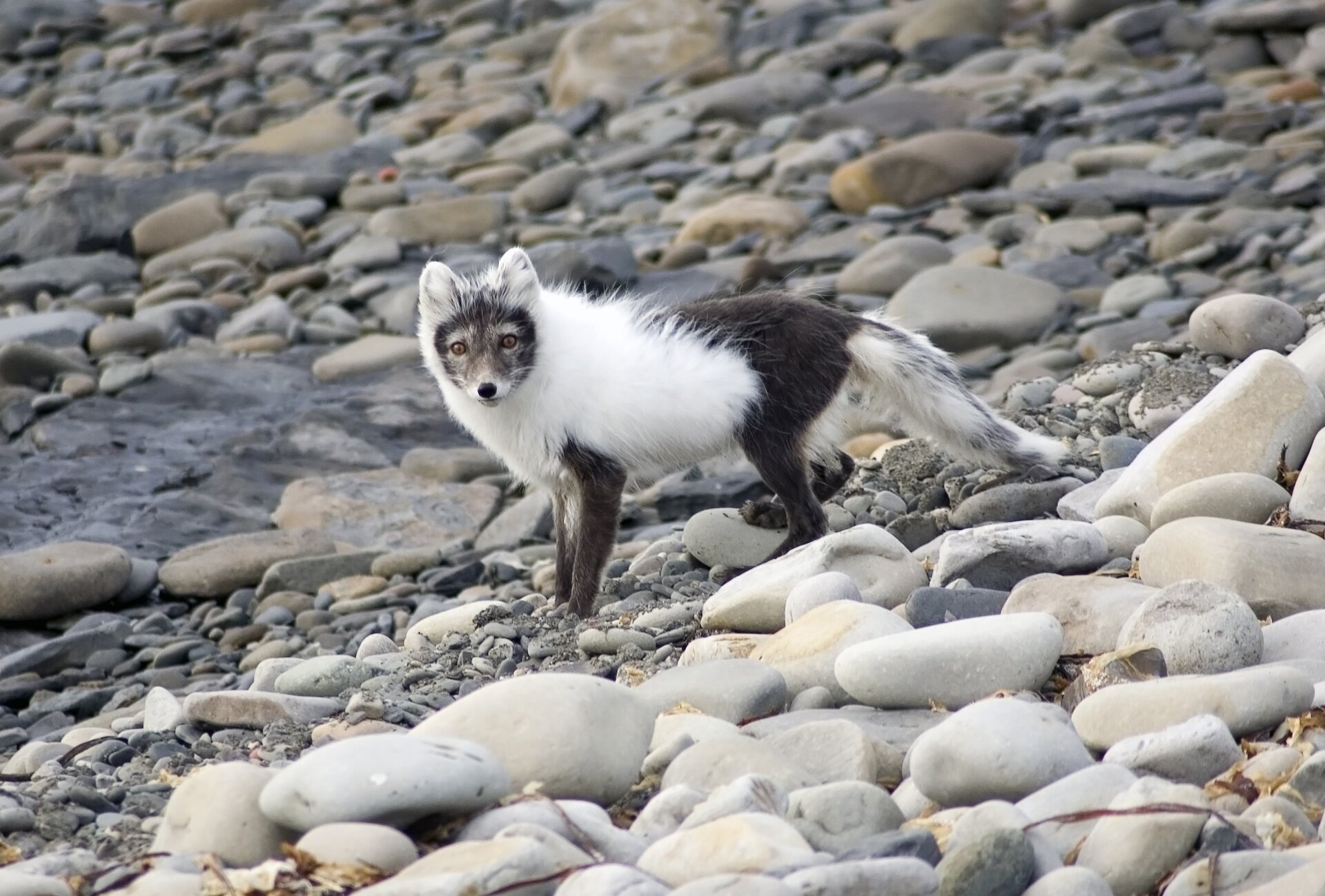 Na zdjęciu lis o biało‑szarej sierści. Biała sierść jest dłuższa i gęsta natomiast ciemna krótsza. 