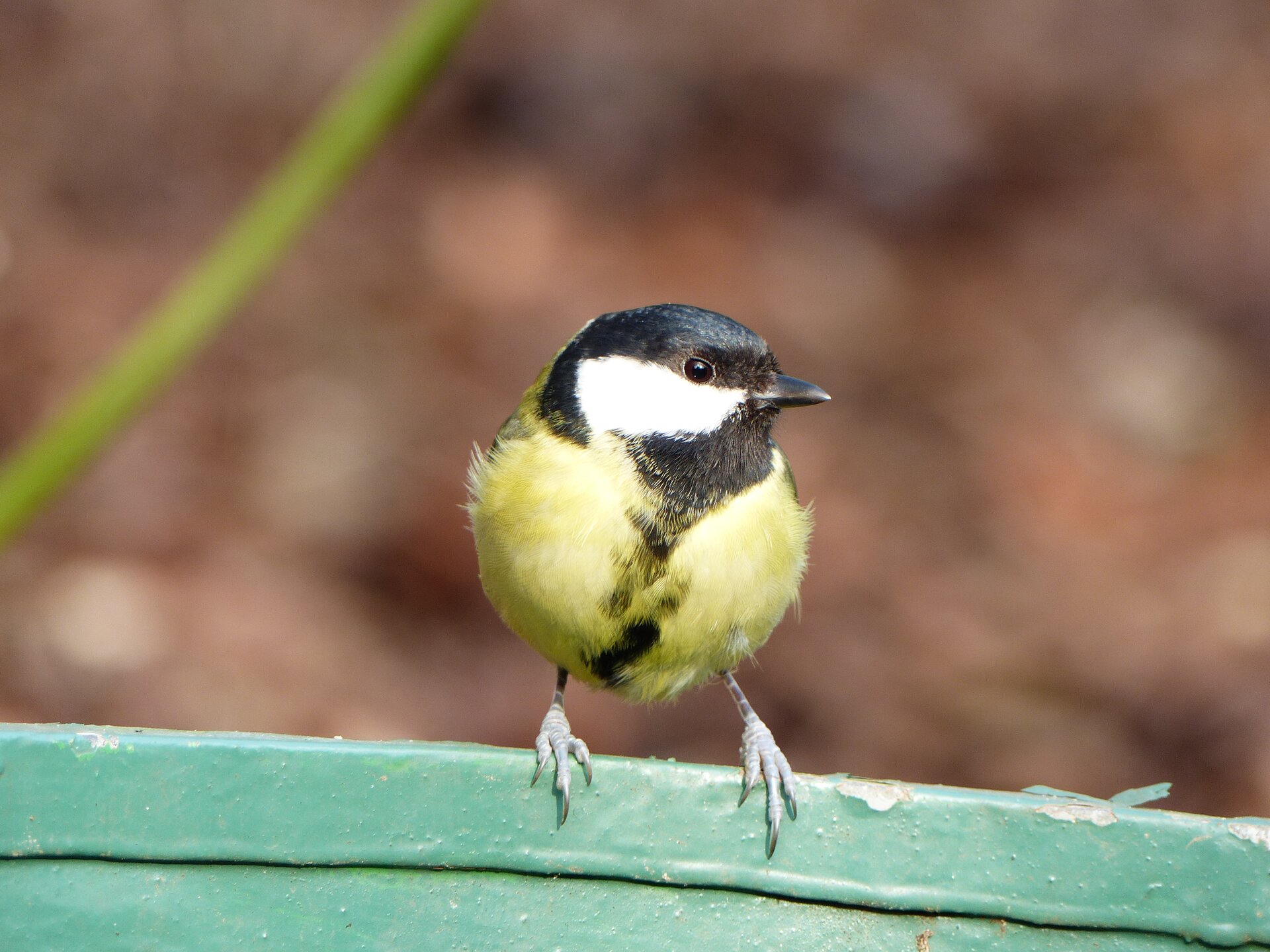 Na planszy widoczna jest Sikora bogatka. Ma ona drobne, żółto‑czarno‑białe ciało, niewielką głowę z małym czarnym okiem i dziobem. Ptak stoi na zielonej desce, na dwóch, długich, szarych odnóżach.