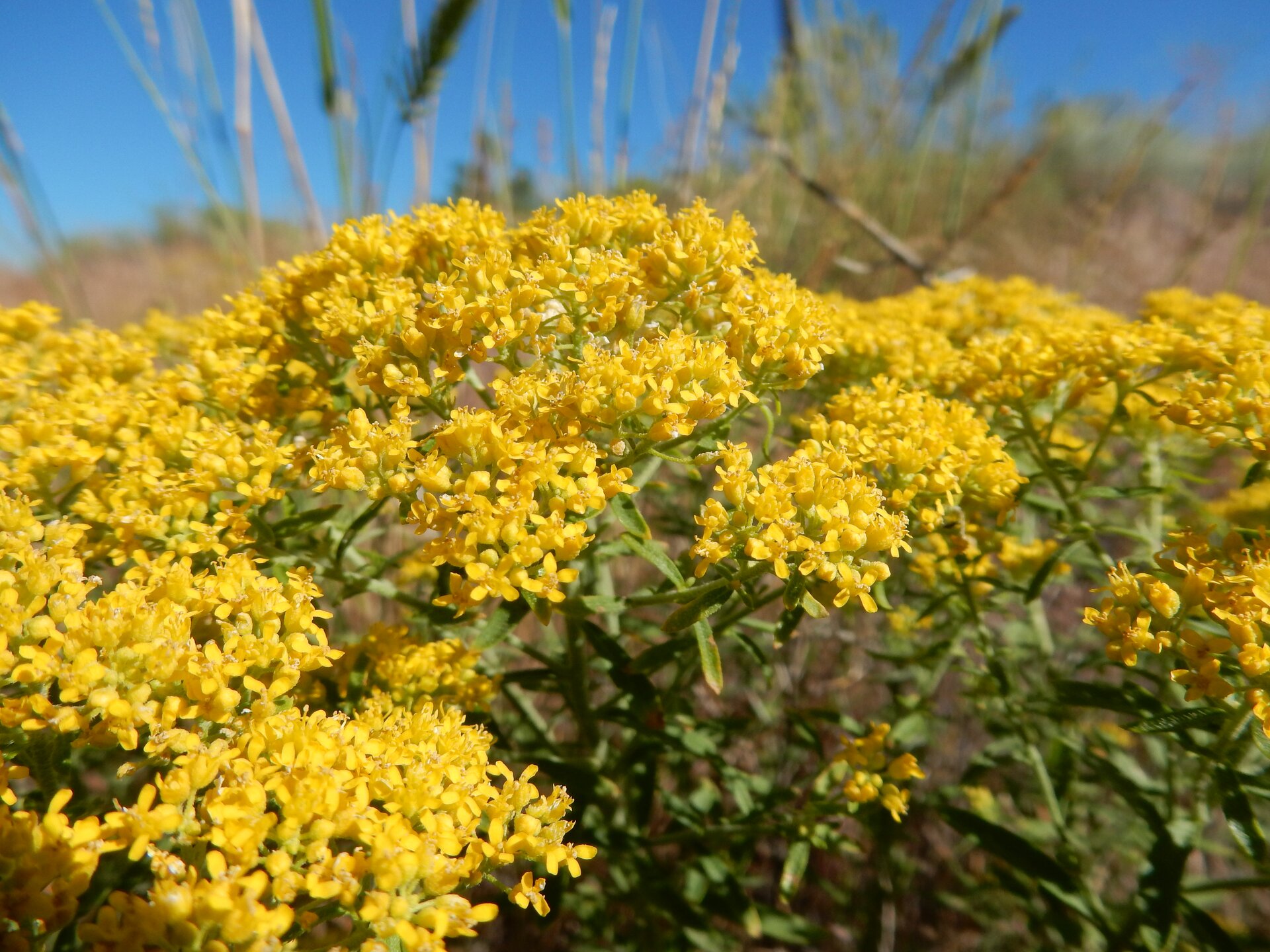 Zdjęcie przedstawia kwiatostany smagliczki. Złożone są one z drobnych żółtych kwiatów, zebranych w wiechy, na długich zielonych łodygach.