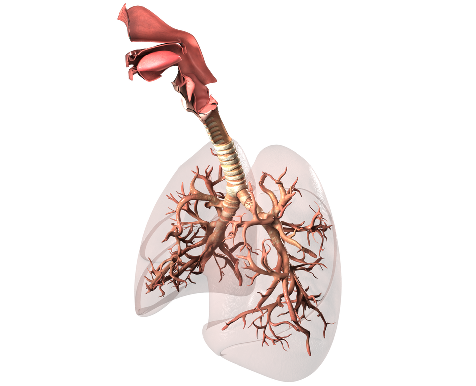 Na ilustracji znajduje się trójwymiarowy model oskrzeli - widoczne są półprzezroczyste, parzyste organy - płuca przypominające owal spłaszczony na dole. Do płuc dochodzi tchawica - karbowany przewód, który rozgałęzia się w dwie strony i wnika do płuc. Każda z tych gałęzi rozdziela się na węższe przewody, a te kolejno na jeszcze węższe, tworząc skomplikowany układ. 