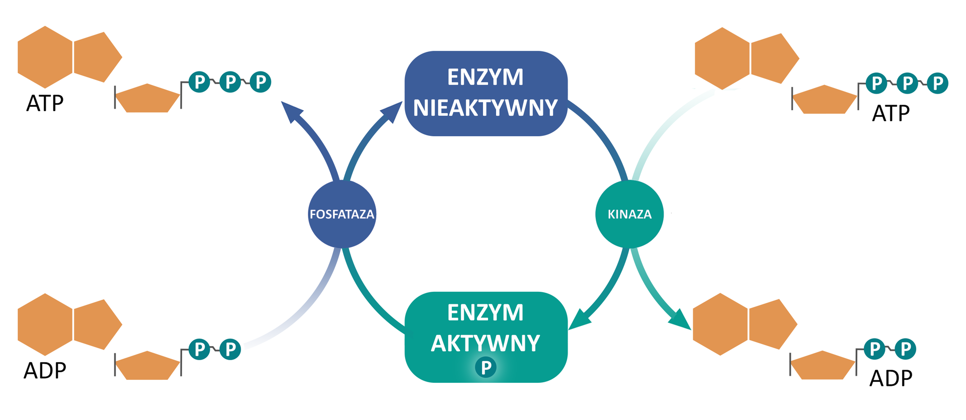 Schemat przedstawia cykl fosforylacji i defosforylacji. Strzałka prowadzi po kole od nieaktywnego enzymu przez kinazę do aktywnego enzymu i dalej od aktywnego enzymu przez fosfatazę do nieaktywnego enzymu. Przez kinazę przebiega strzałka zwrócona w przeciwną stronę, prowadząca od cząsteczki ATP do cząsteczki ADP, a przez fosfatazę strzałka prowadząca od ADP do ATP.
