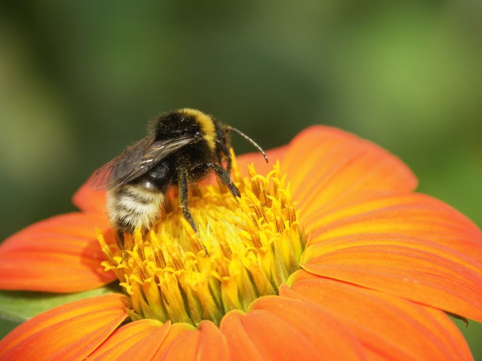 Zdjęcie przedstawia pszczołę podczas zbierania pyłku kwiatowego. Na włoskach, którymi jest pokryta, widoczne są liczne drobiny pyłku kwiatowego.