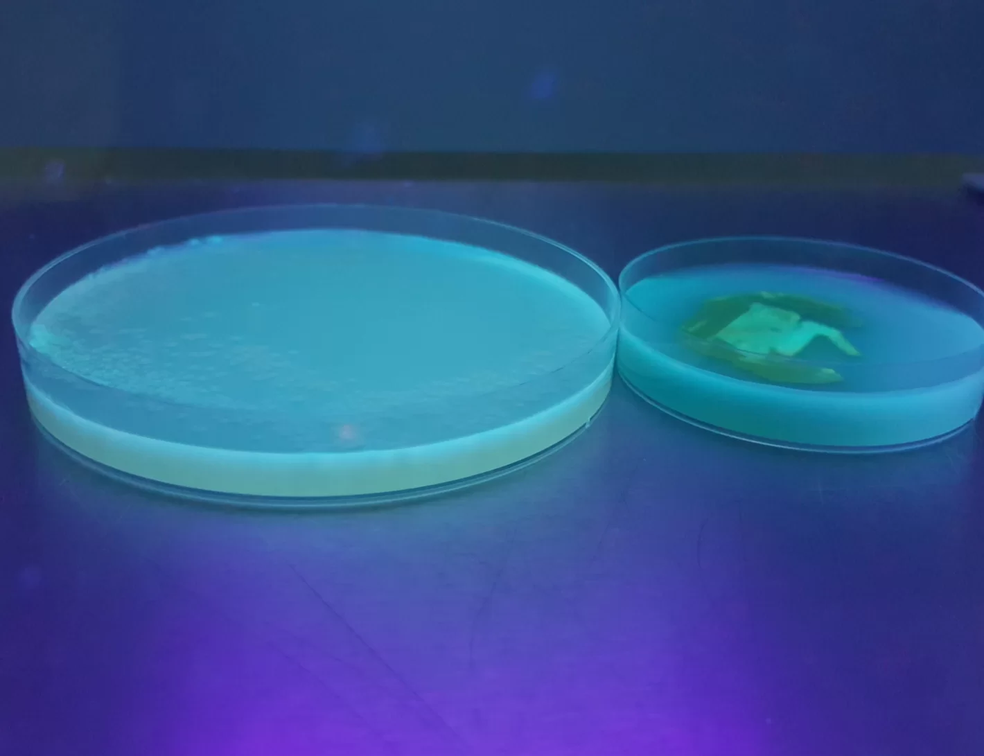 Zdjęcie dwóch szalek Petriego w świetle lamy UV bakterii pałeczki ropy błękitnej Pseudomonas aeruginosa. Bakteria wykazuje fluorescencję (barwnik piowerdyna).