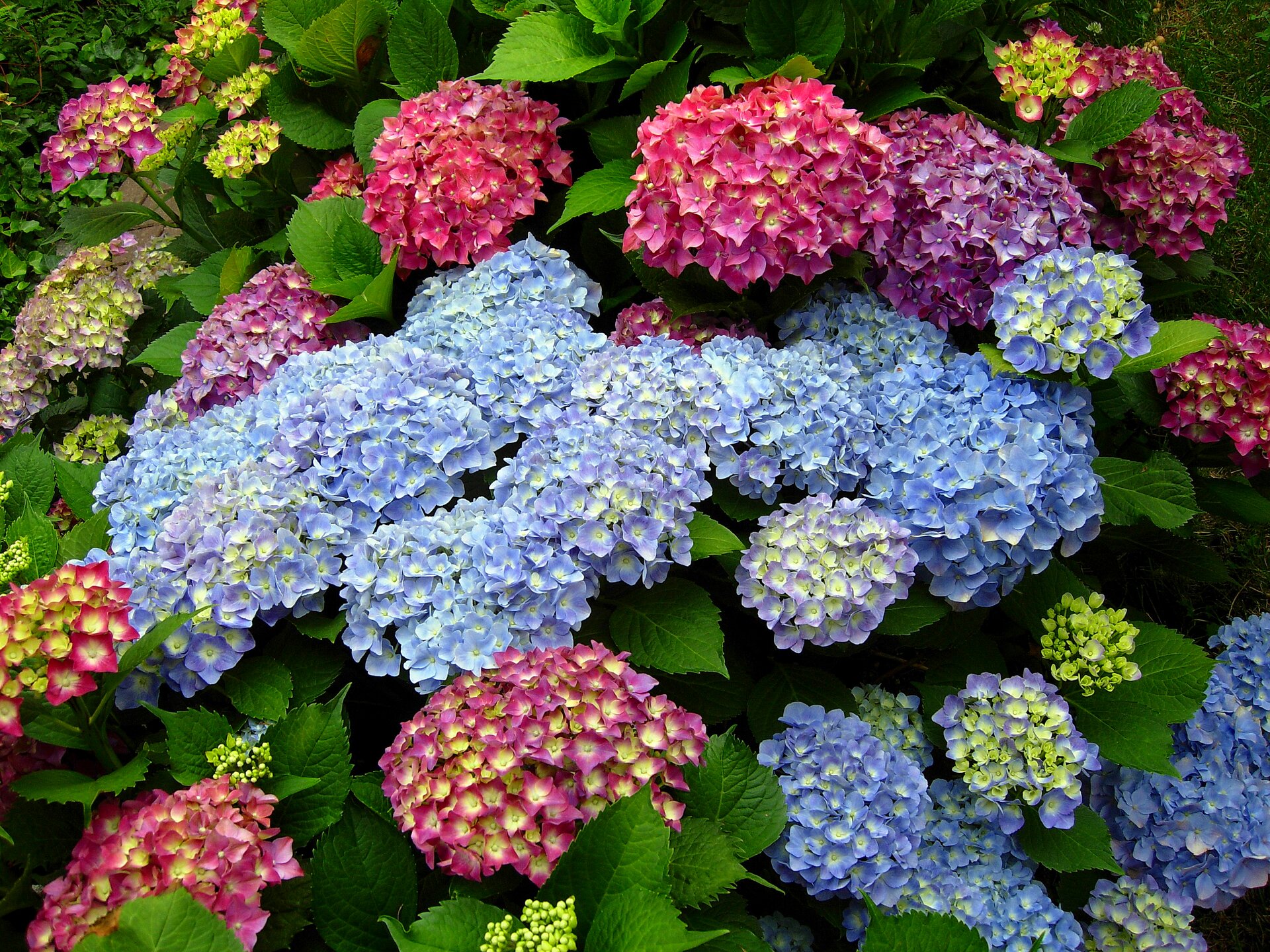 Grafika przedstawia zdjęcie kwitnących na niebiesko i różowo krzewów hortensji.