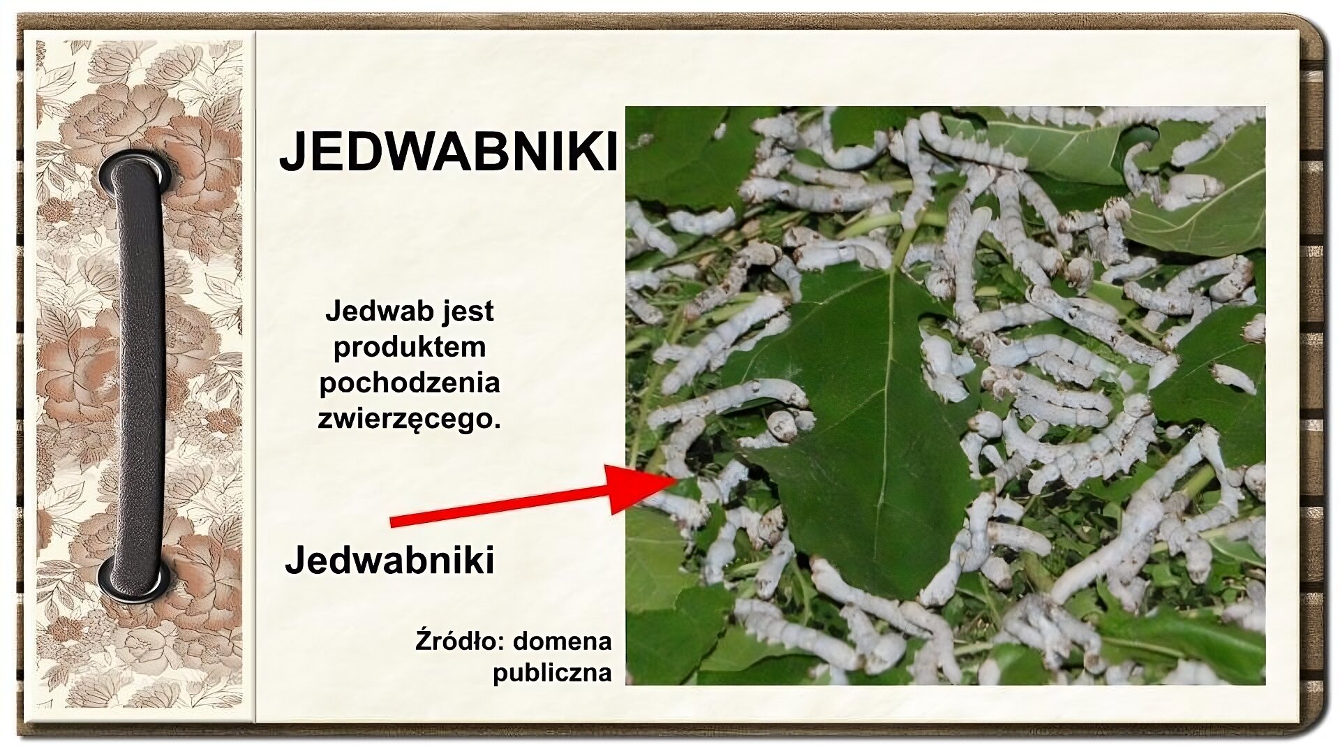 Slajd zatytułowany „Jedwabniki”. Tekst na slajdzie: Jedwab jest produktem pochodzenia zwierzęcego. Po prawej stronie zdjęcie przedstawia gromadę jedwabników – żerujących gąsienic – pełzających po liściach w różnych kierunkach. Po lewej stronie ornament zdobiący slajd w formie motywów roślinnych, na których nałożono stylizowaną, metalową obwódkę spinającą stronę.