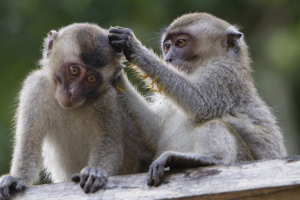 Fotografia przedstawia dwie małpki, siedzące na belce w klatce. Są beżowe, z jasno brązowymi oczami. Ta z lewej pochyla głowę w stronę drugiej, która przednimi łapkami przegląda jej sierść w poszukiwaniu pasożytów.